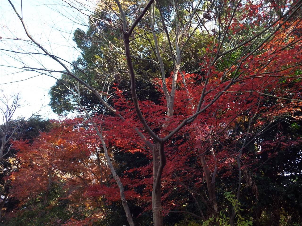 /park/matanobettei/authora8510/DSCF5252_R.jpg