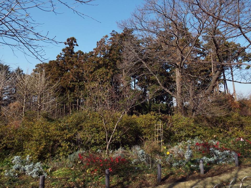 /park/matanobettei/authora8510/DSCF5381_R.jpg