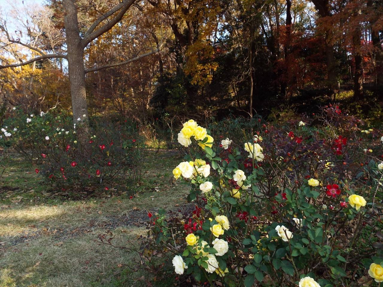 /park/matanobettei/authora8510/DSCF5396_R.jpg
