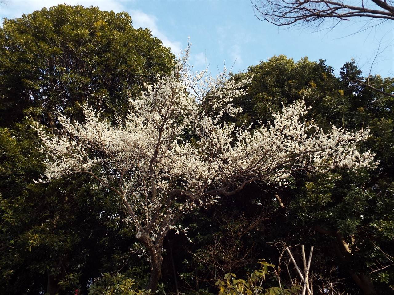 /park/matanobettei/authora8510/DSCF6239_R.jpg