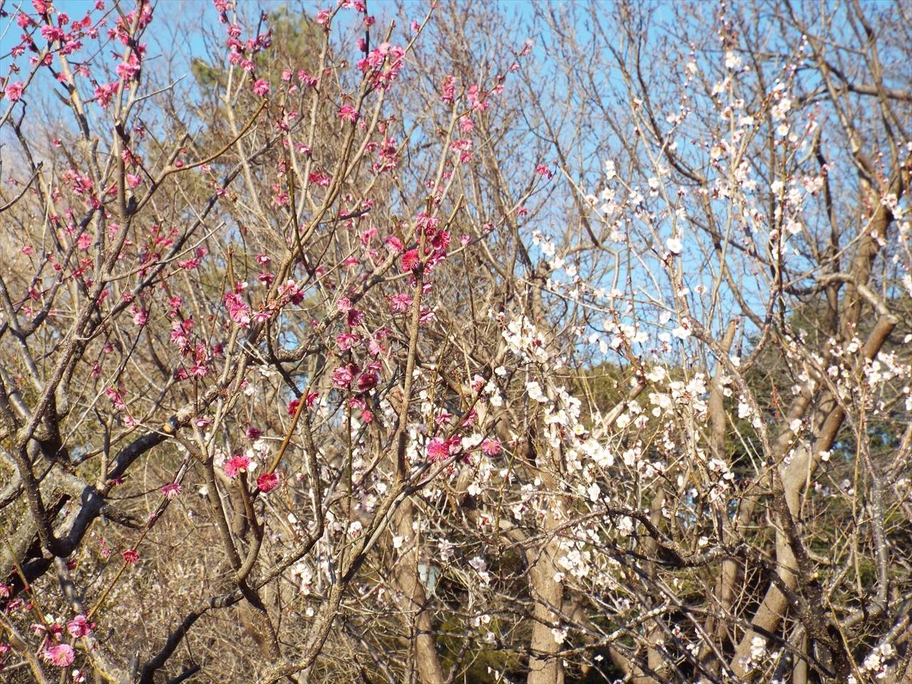 /park/matanobettei/authora8510/DSCF6533_R.jpg