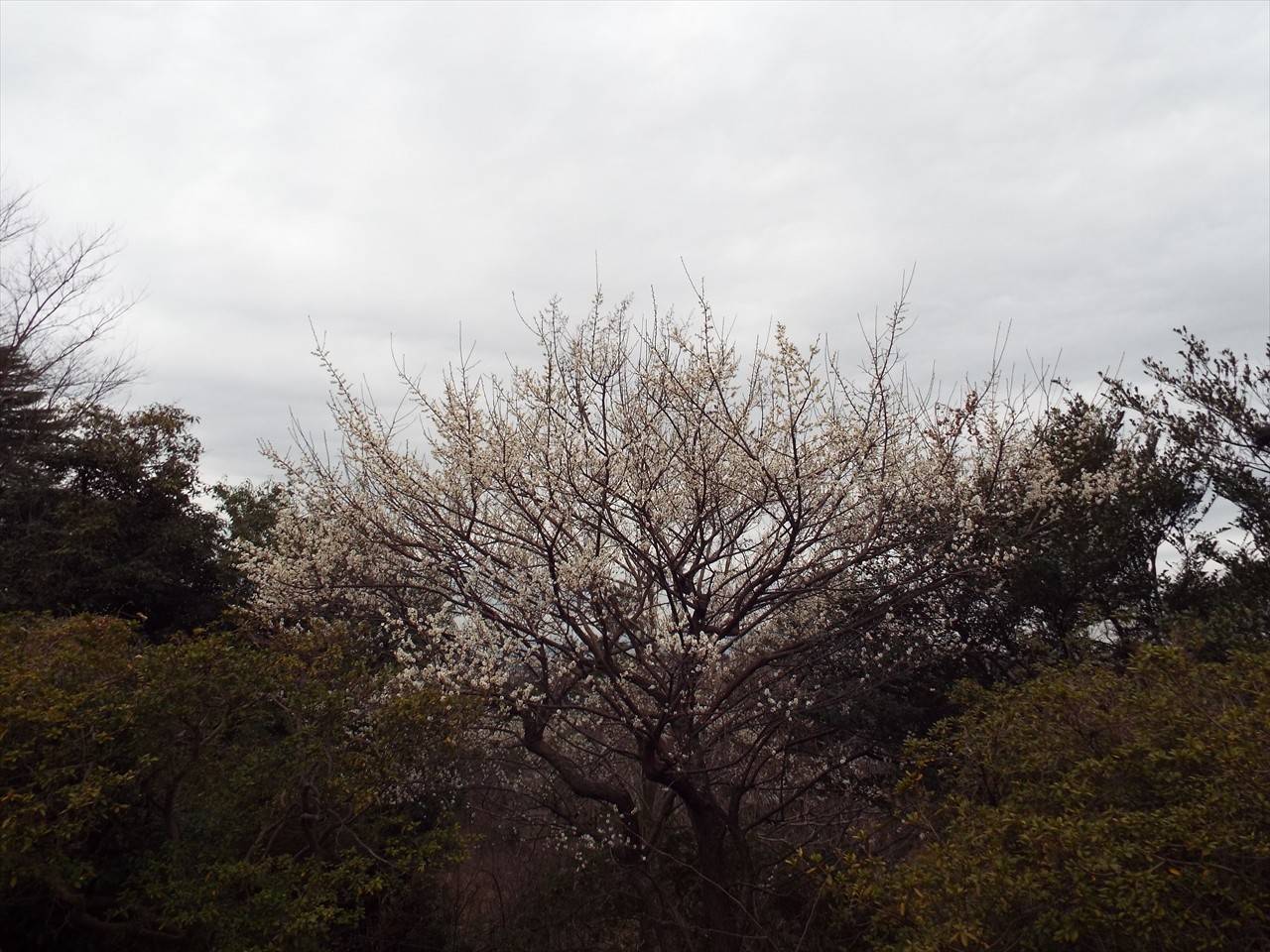 /park/matanobettei/authora8510/DSCF6542_R.jpg