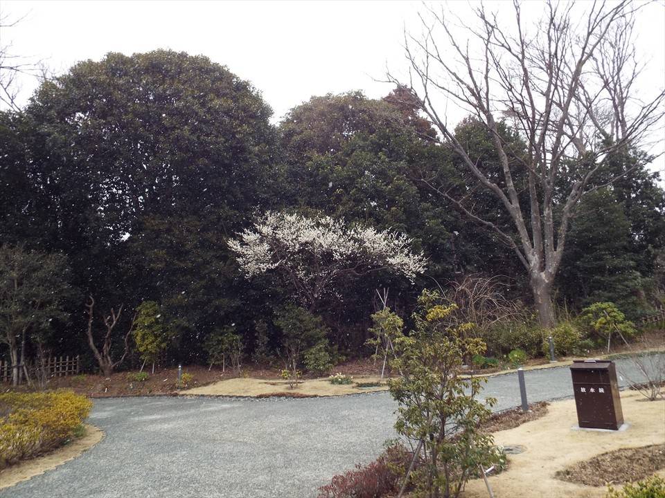 /park/matanobettei/authora8510/DSCF6593_R.jpg