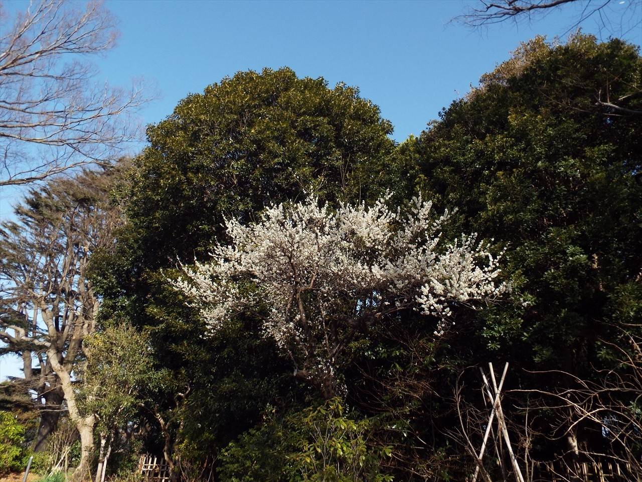 /park/matanobettei/authora8510/DSCF6650_R.jpg