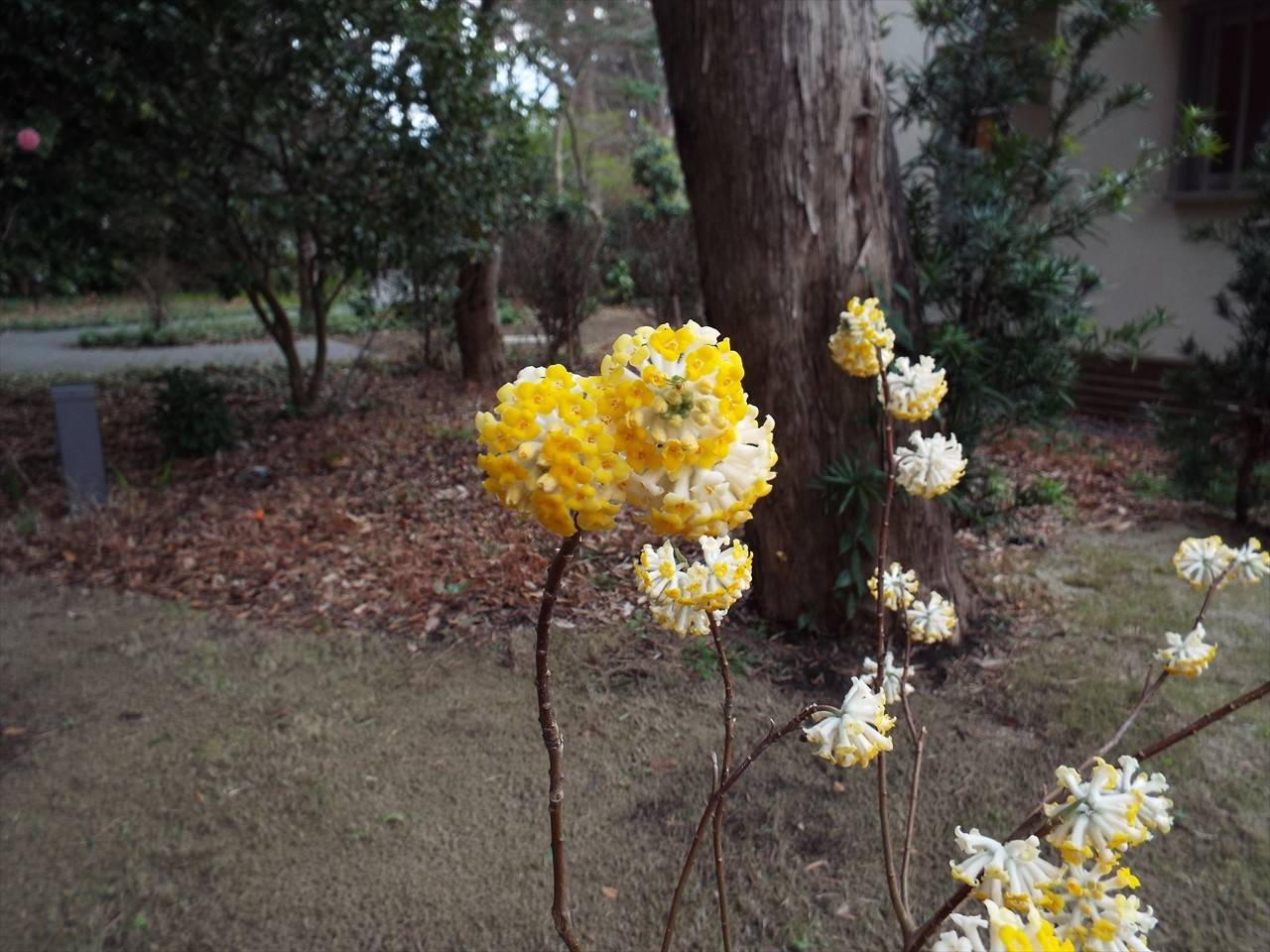 /park/matanobettei/authora8510/DSCF7091_R.jpg