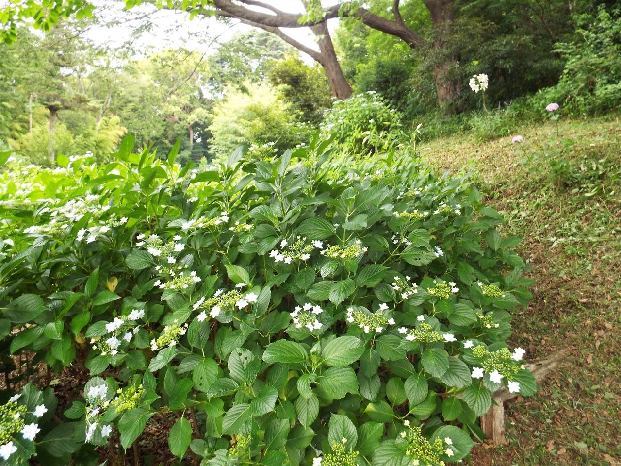 /park/matanobettei/authora8510/DSCF9262_R.jpg