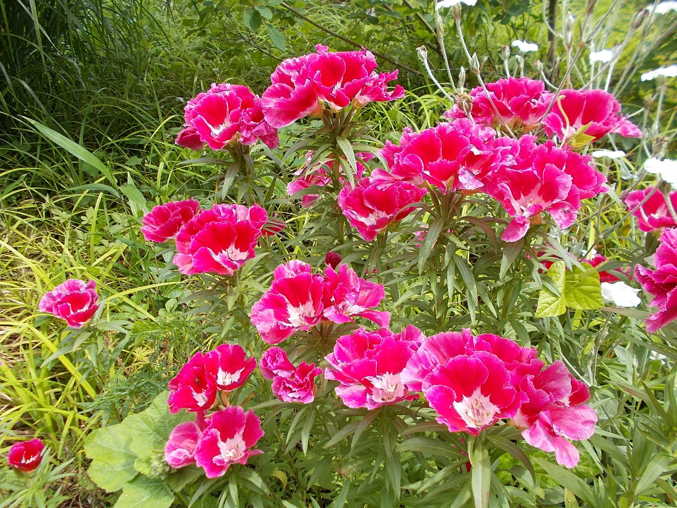 DSCN0014.jpg