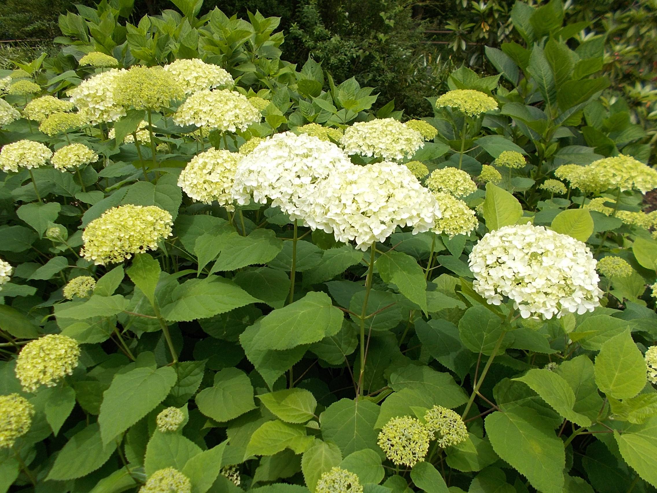 DSCN0019.jpg