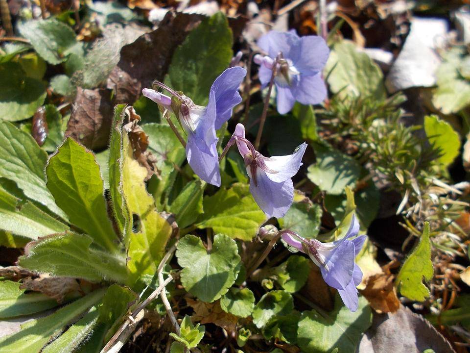 DSCN0128.jpg