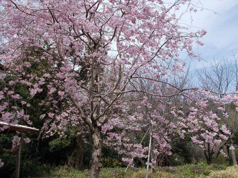DSCN0267.jpg