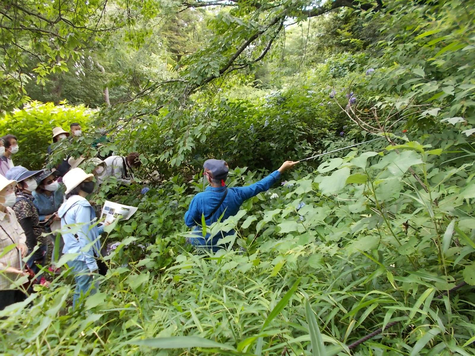 庭園散歩 6月日 ブログ 俣野別邸庭園公式サイト 公益財団法人 横浜市緑の協会