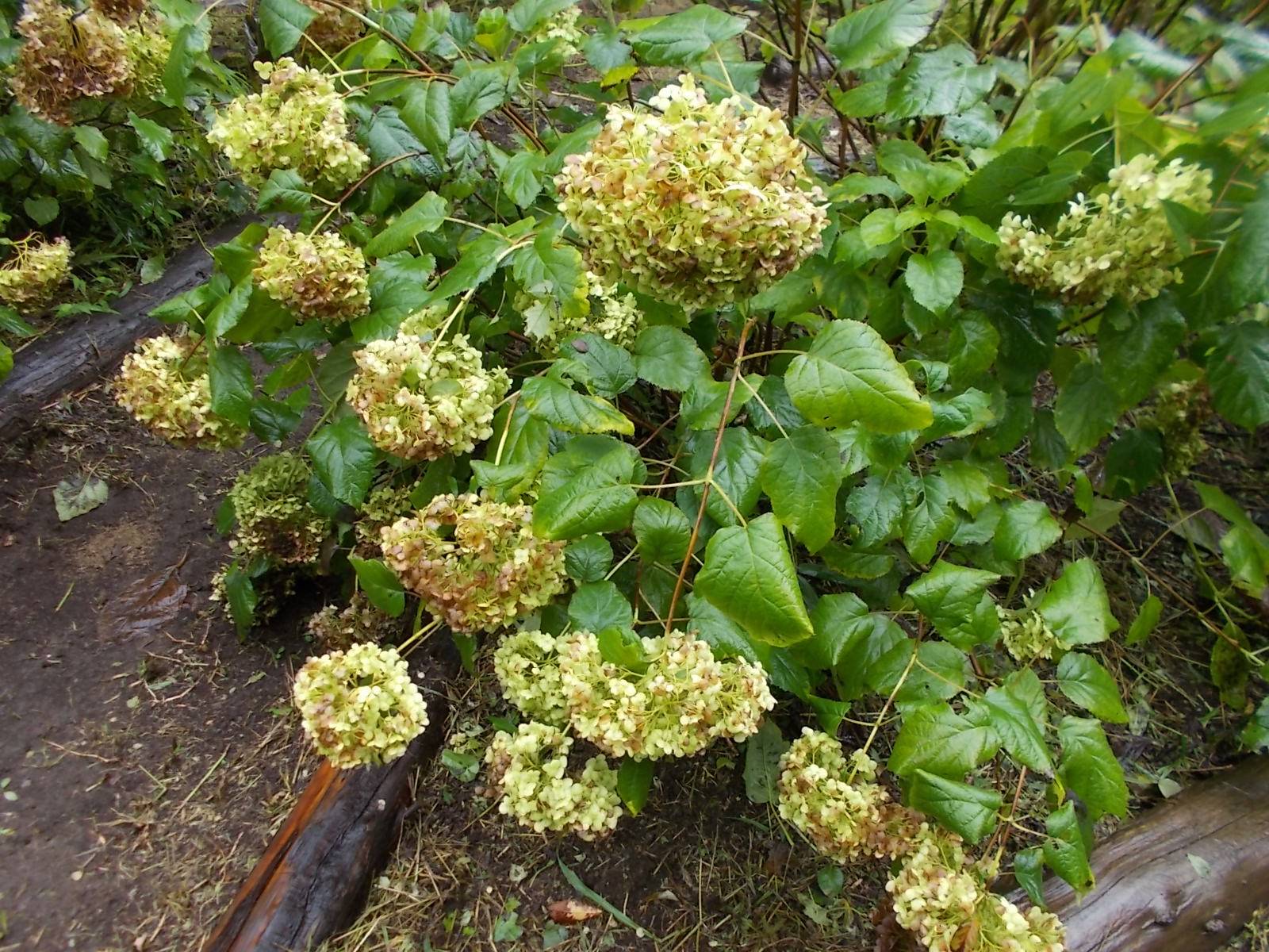 DSCN0949.jpg