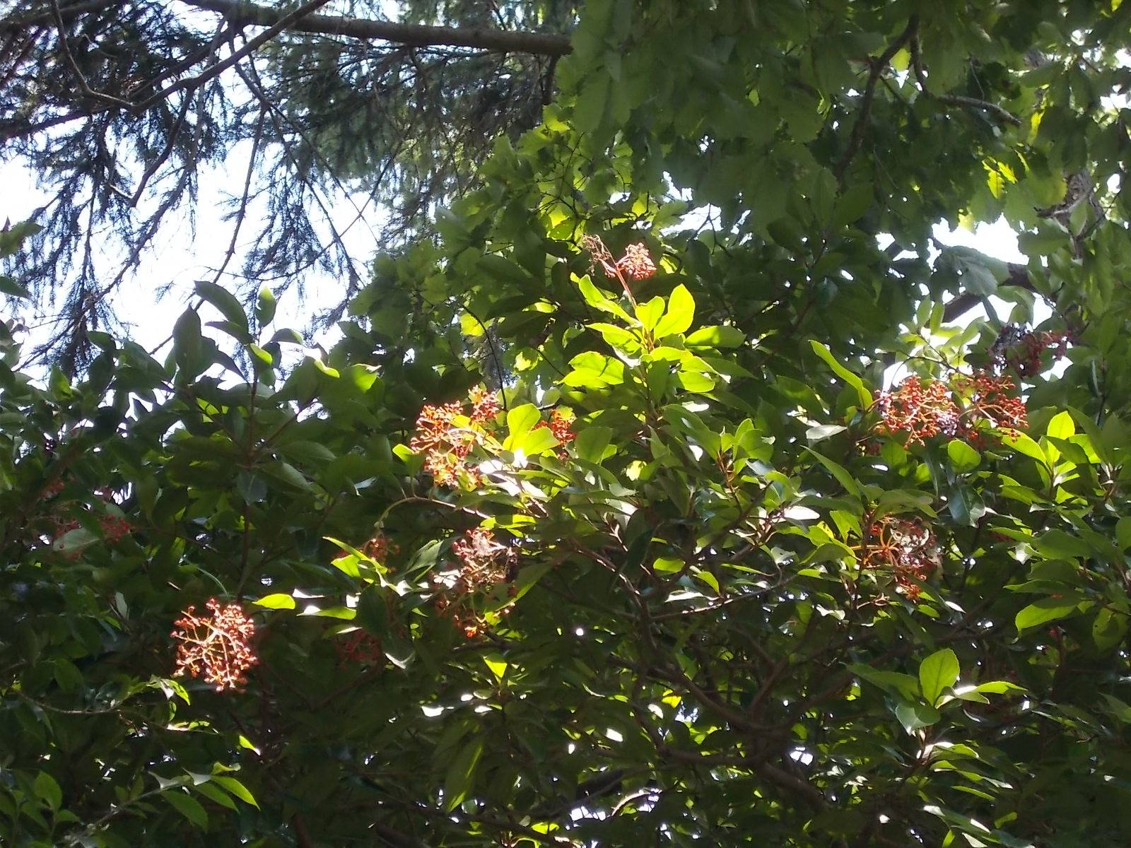 DSCN1063.jpg