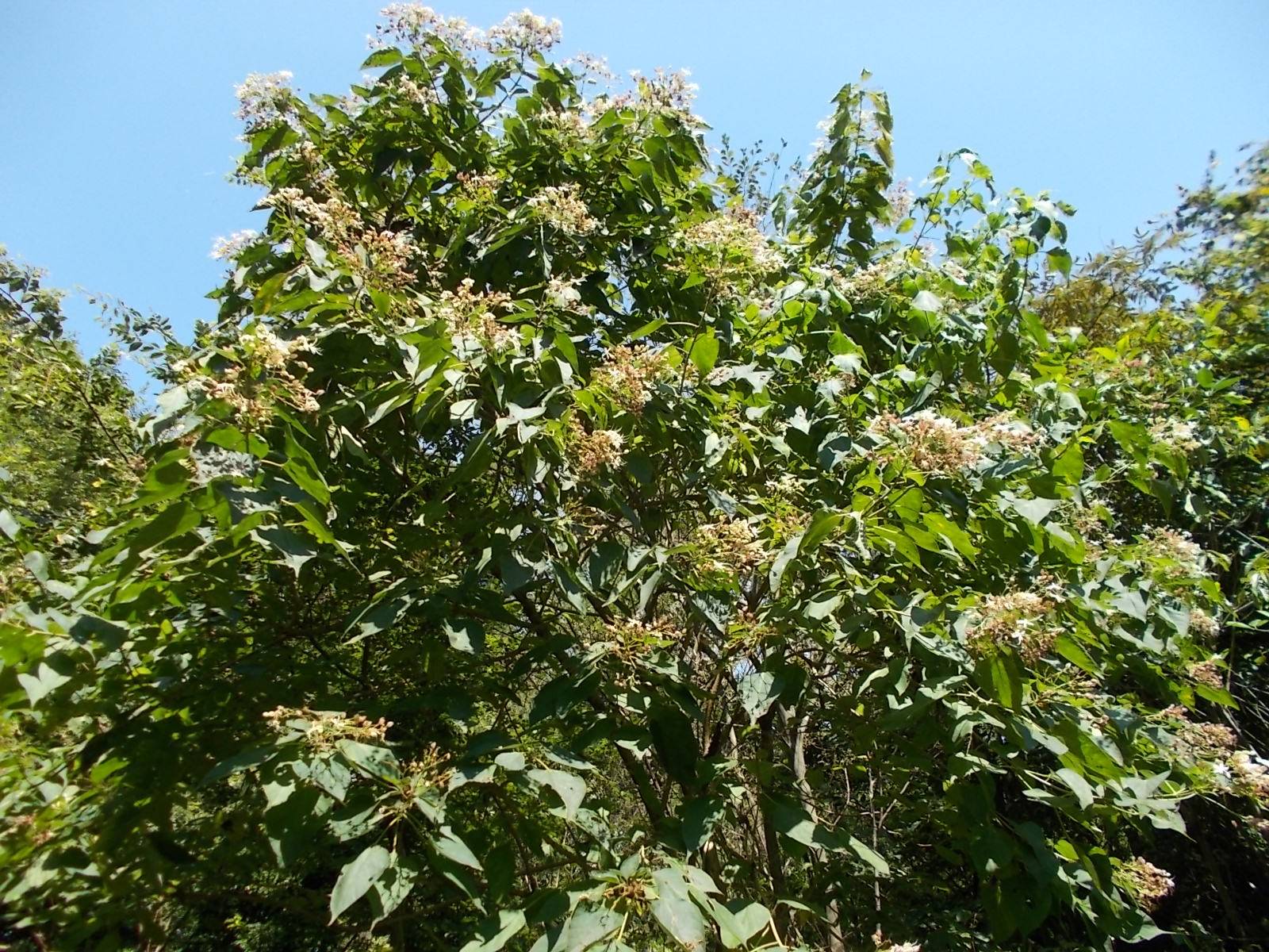 DSCN1084.jpg