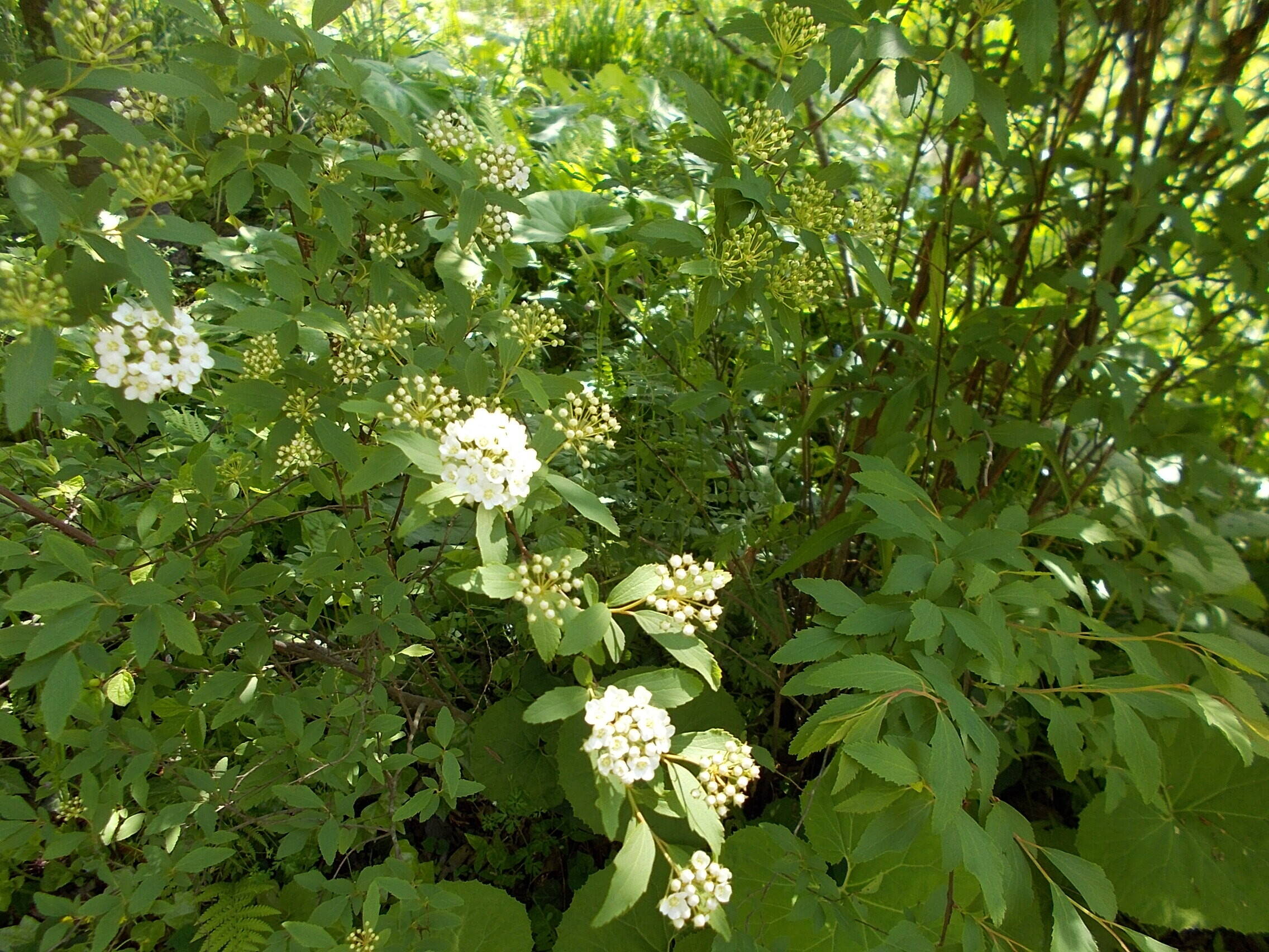 DSCN4907.jpg