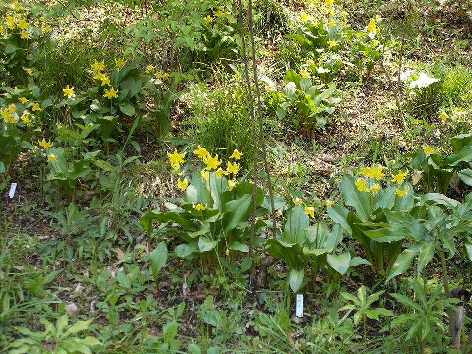 DSCN4918.jpg