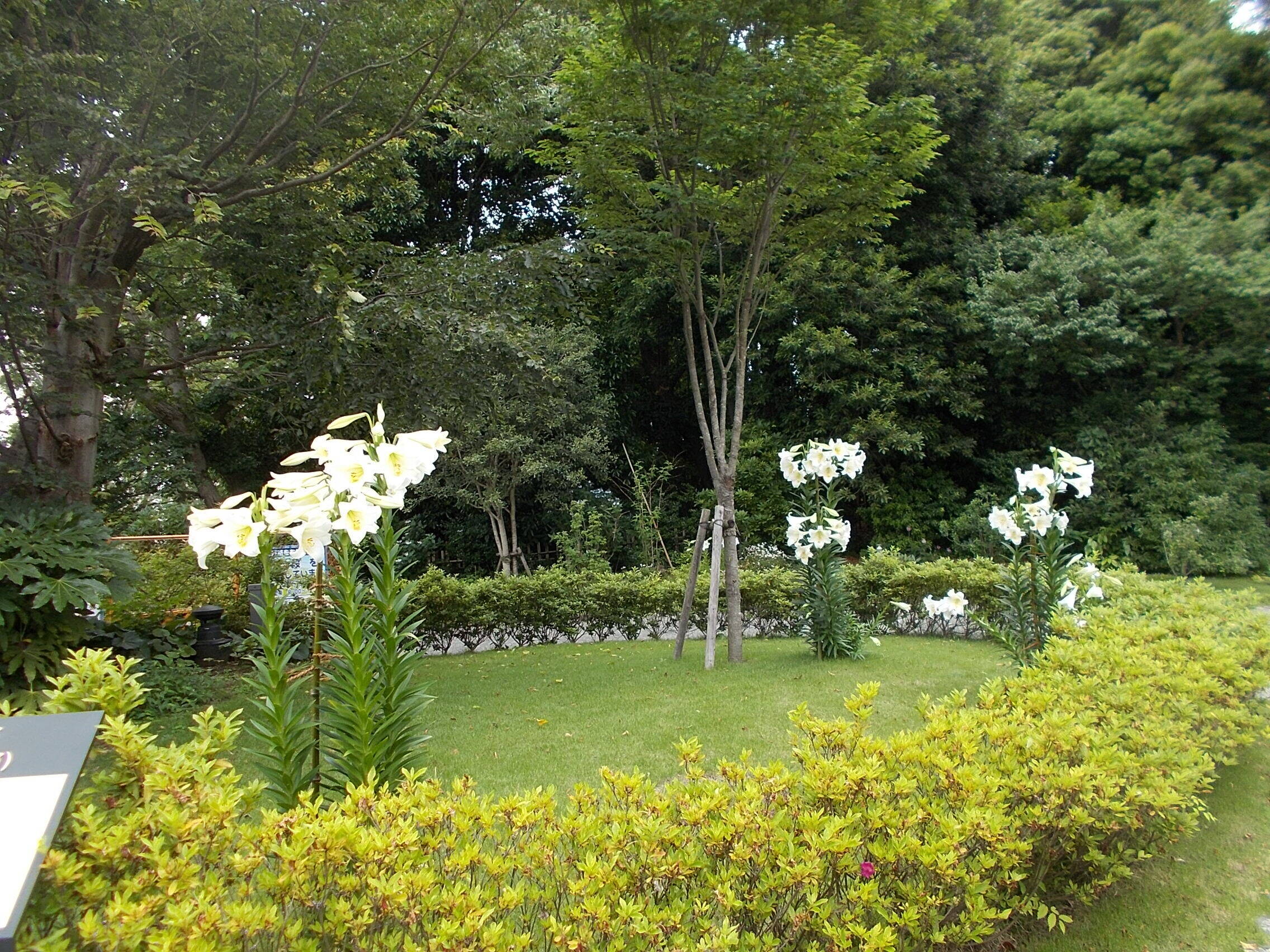 アーティチョークの花が咲きました ブログ 俣野別邸庭園公式サイト 公益財団法人 横浜市緑の協会