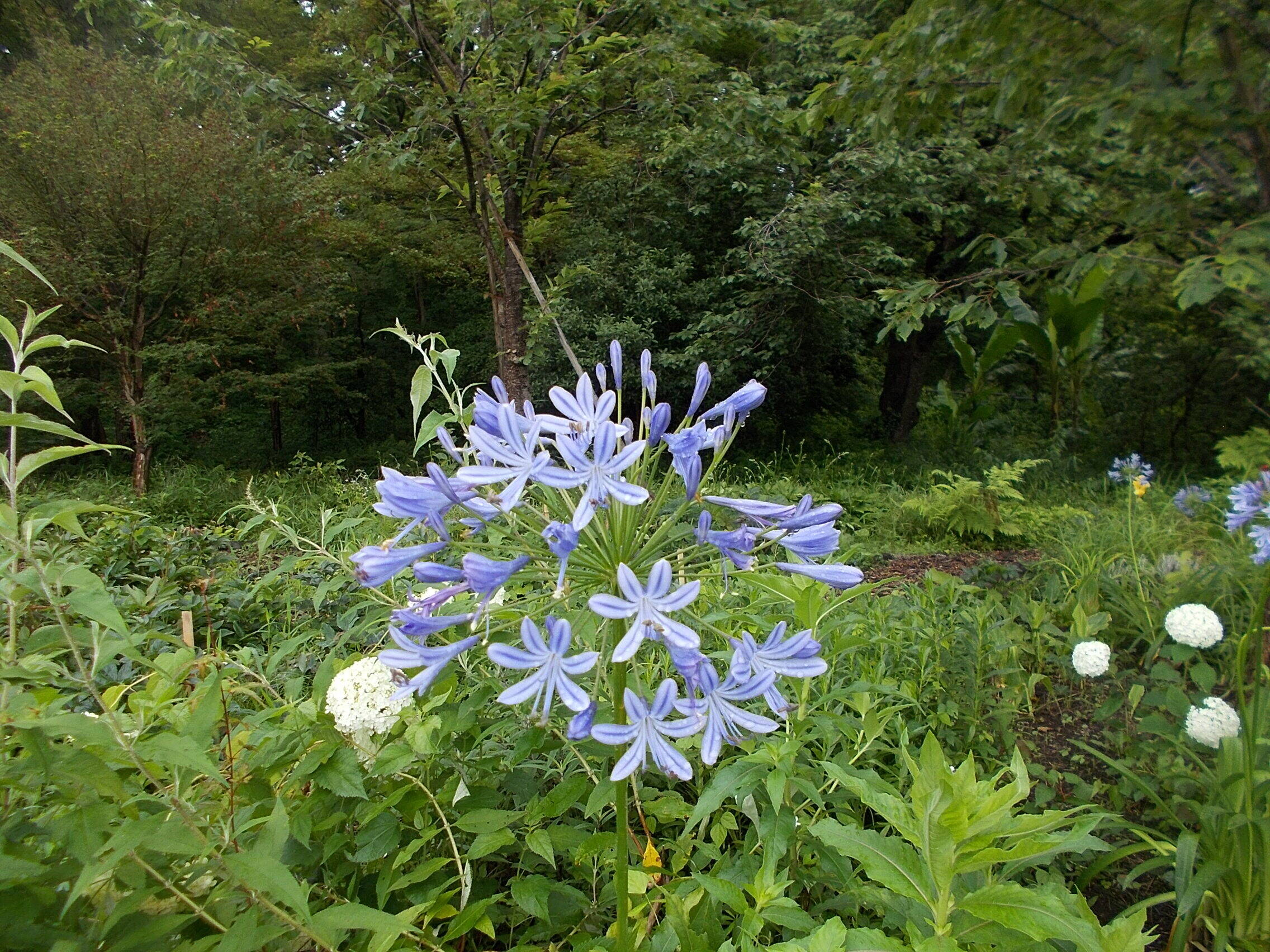 庭園の夏の花たち ブログ 俣野別邸庭園公式サイト 公益財団法人 横浜市緑の協会