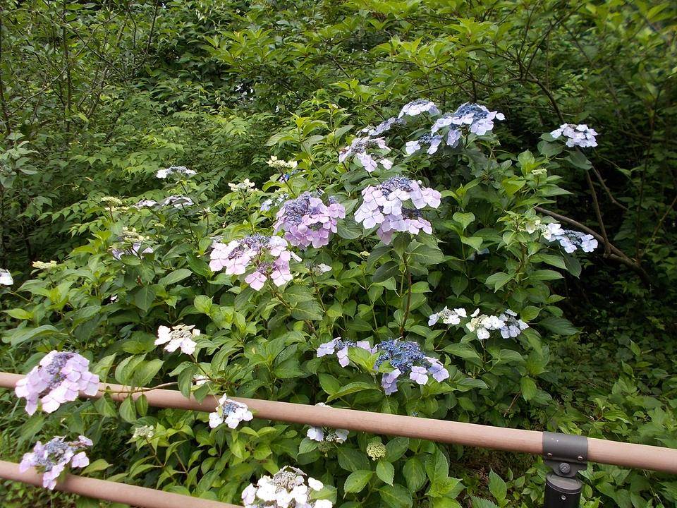 DSCN6081.jpg