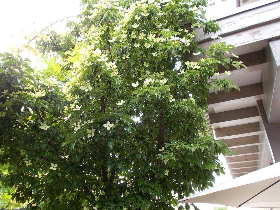 DSCN6093.jpg