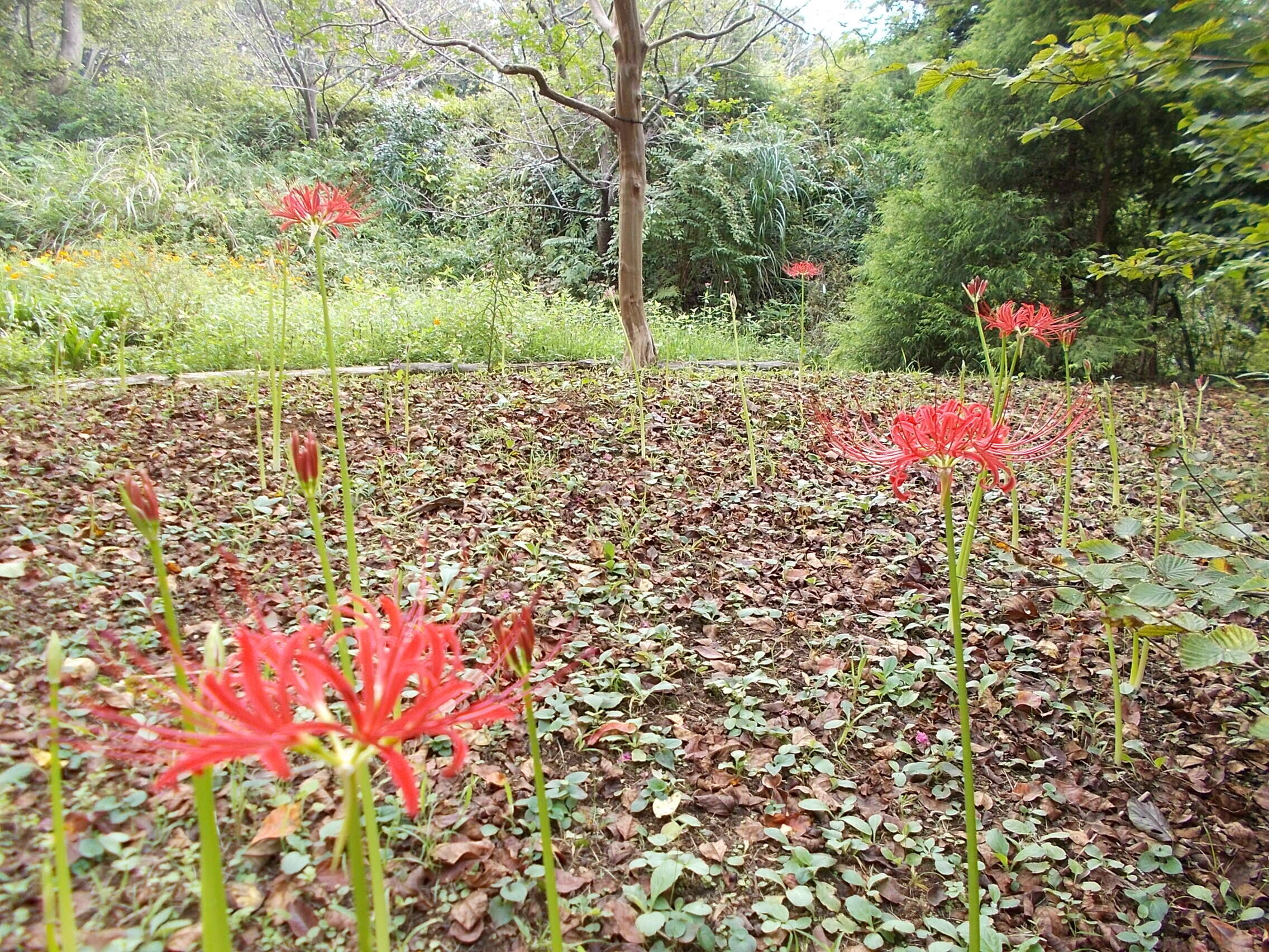 DSCN6641.jpg