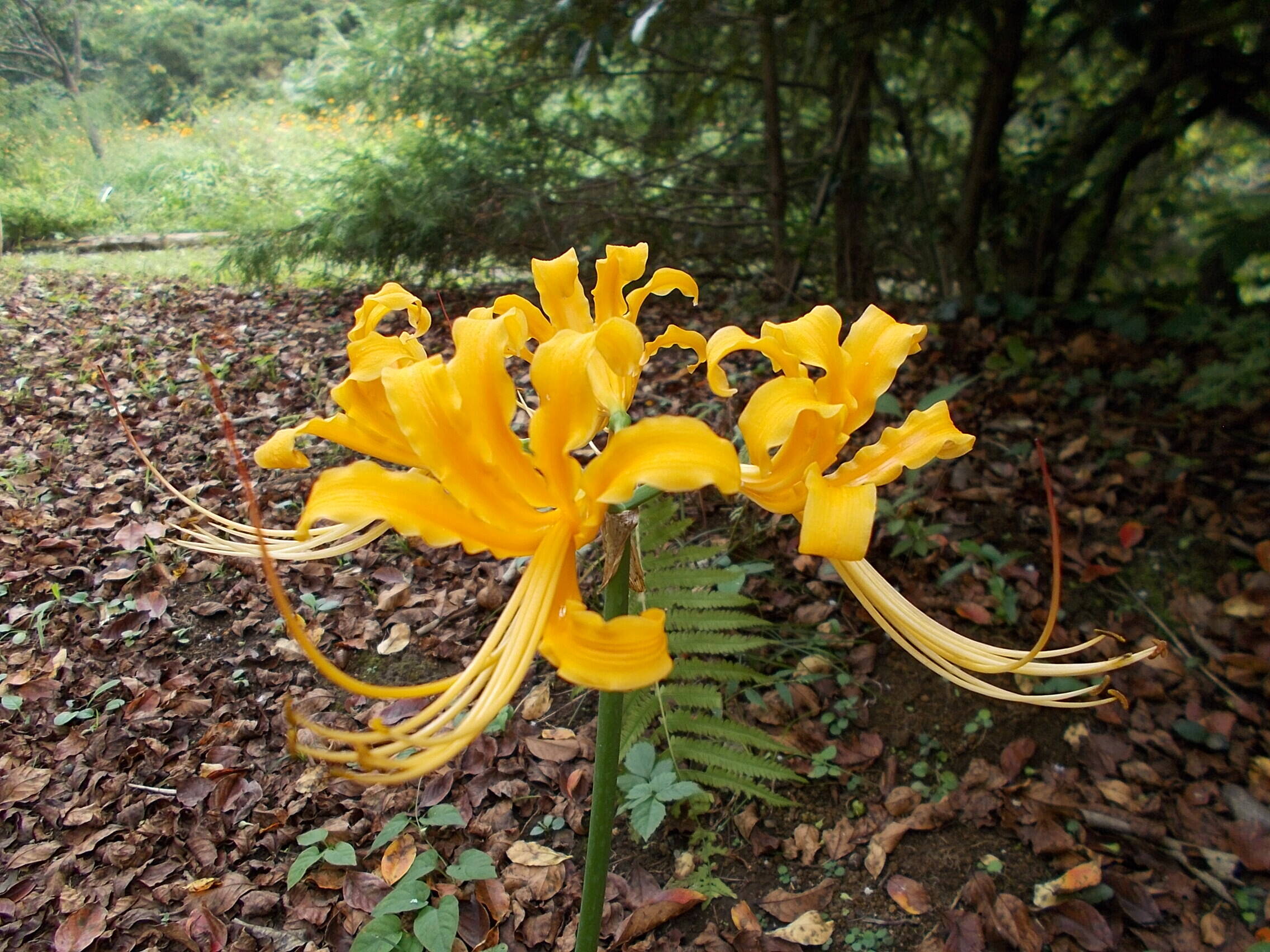DSCN6642.jpg