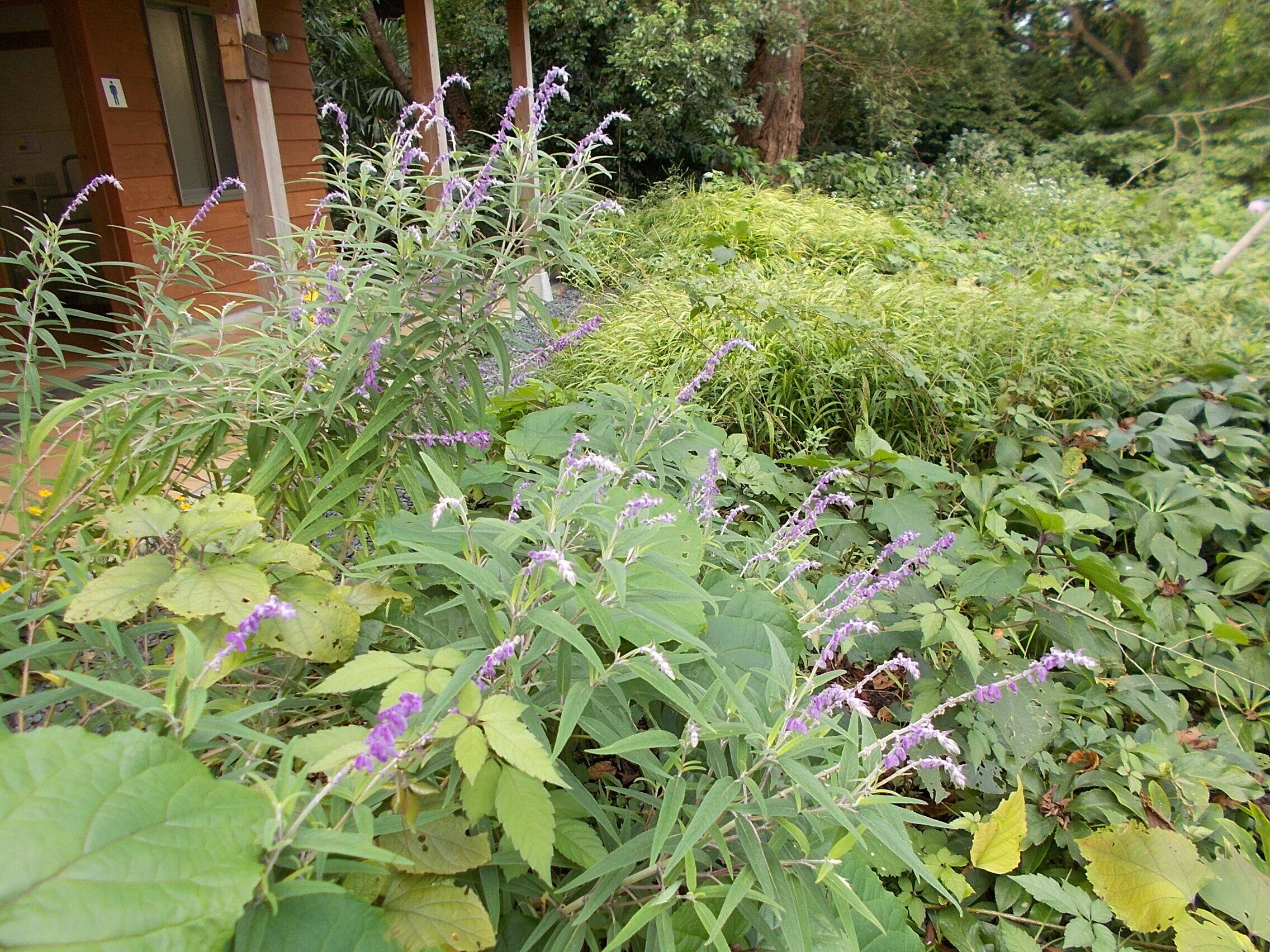DSCN6645.jpg