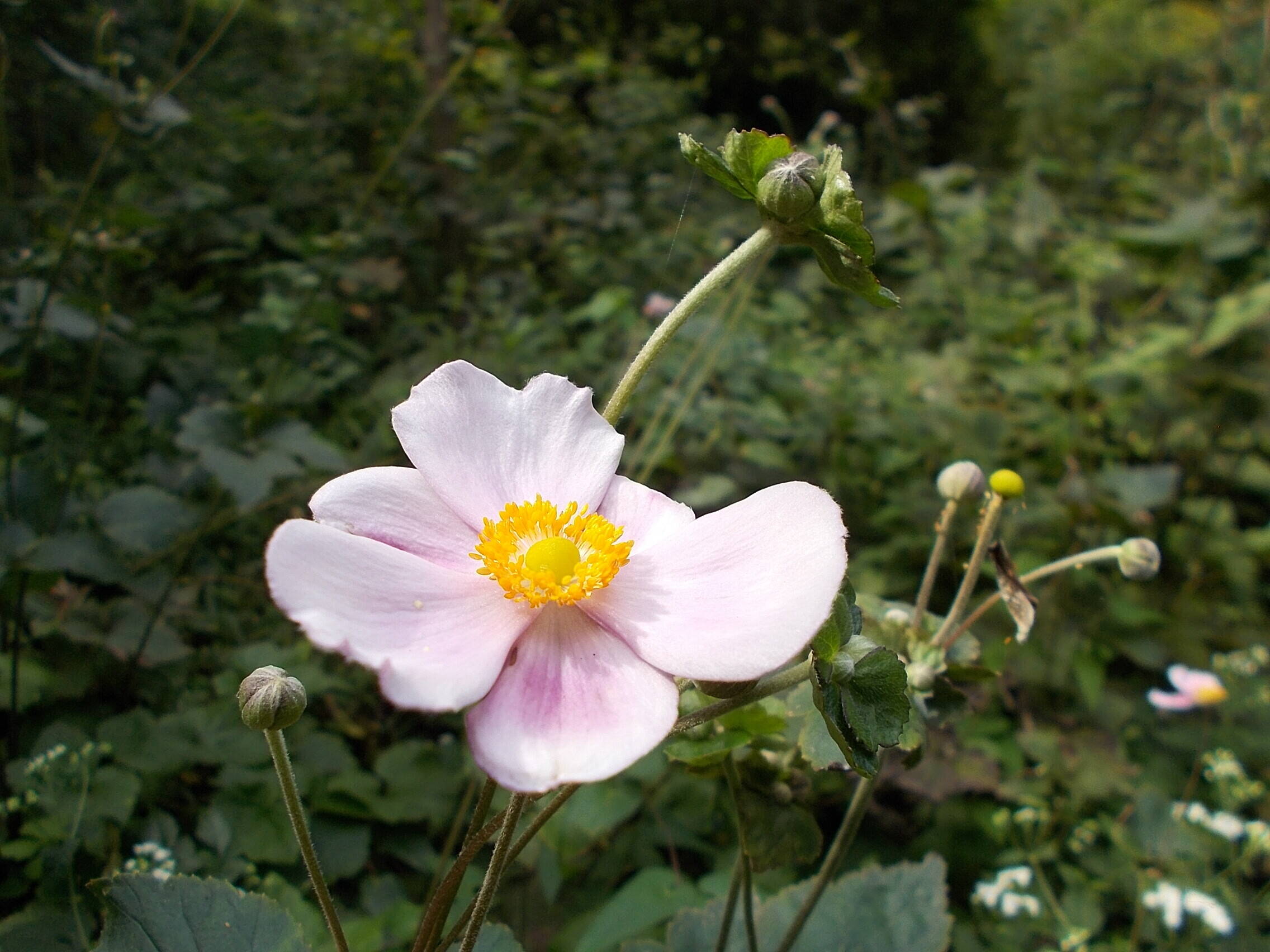 DSCN6656.jpg