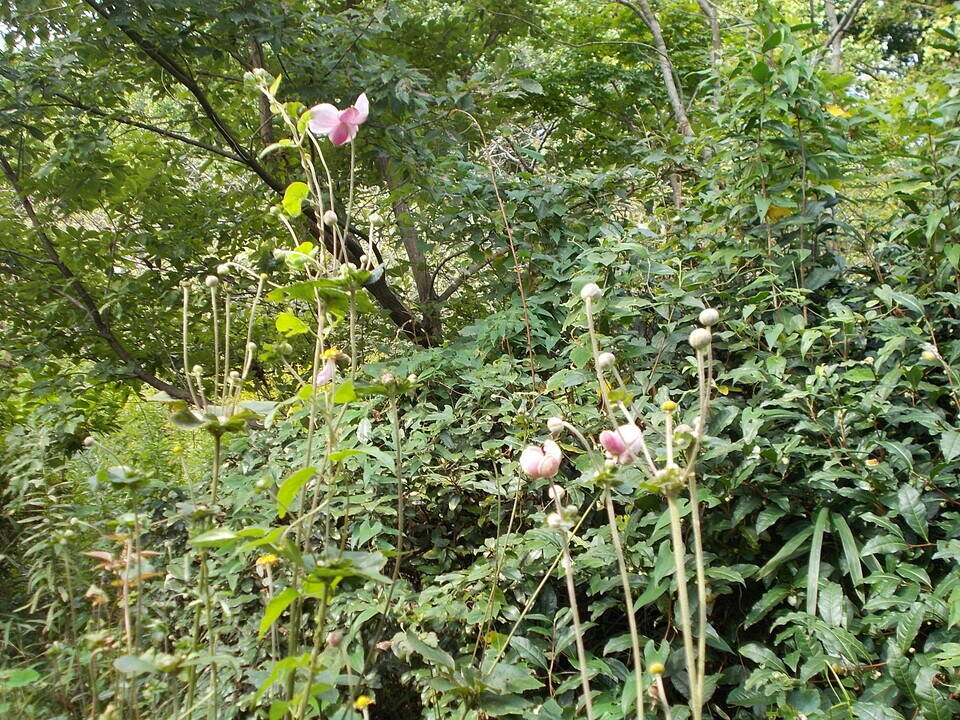 DSCN6657.jpg