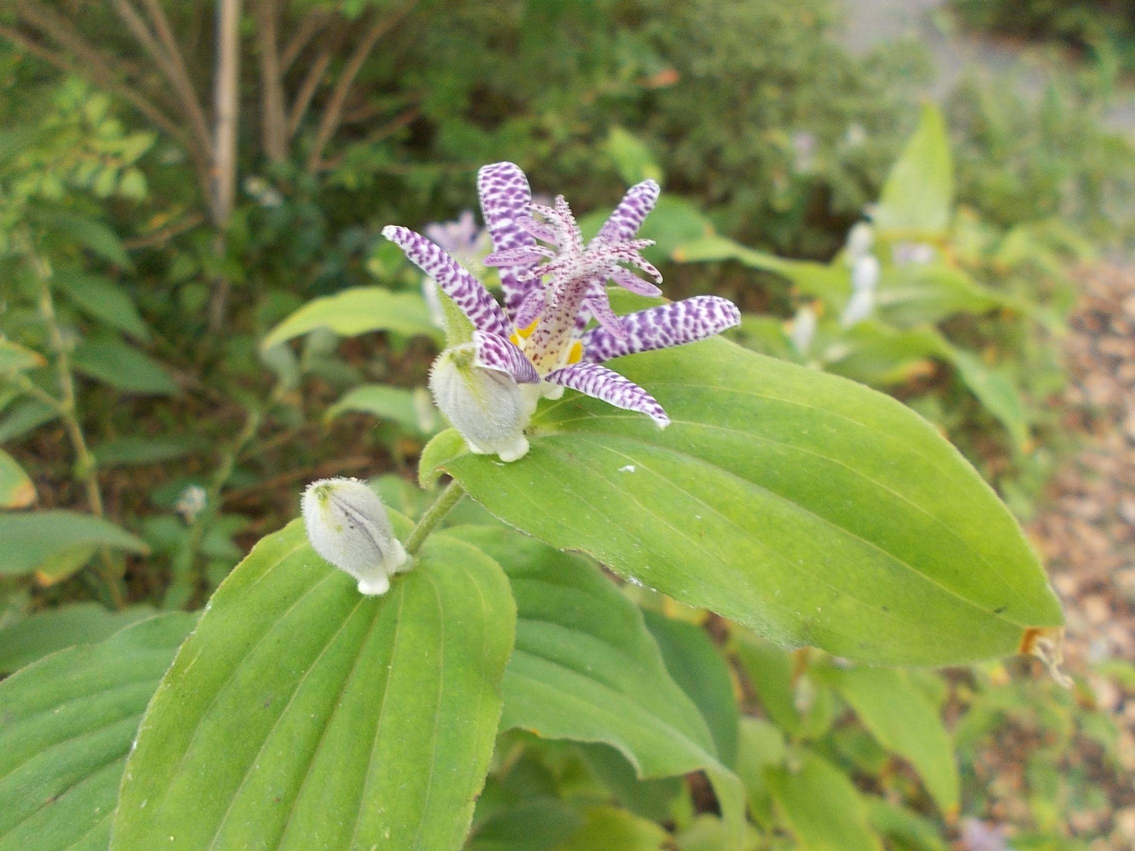 DSCN6934.jpg