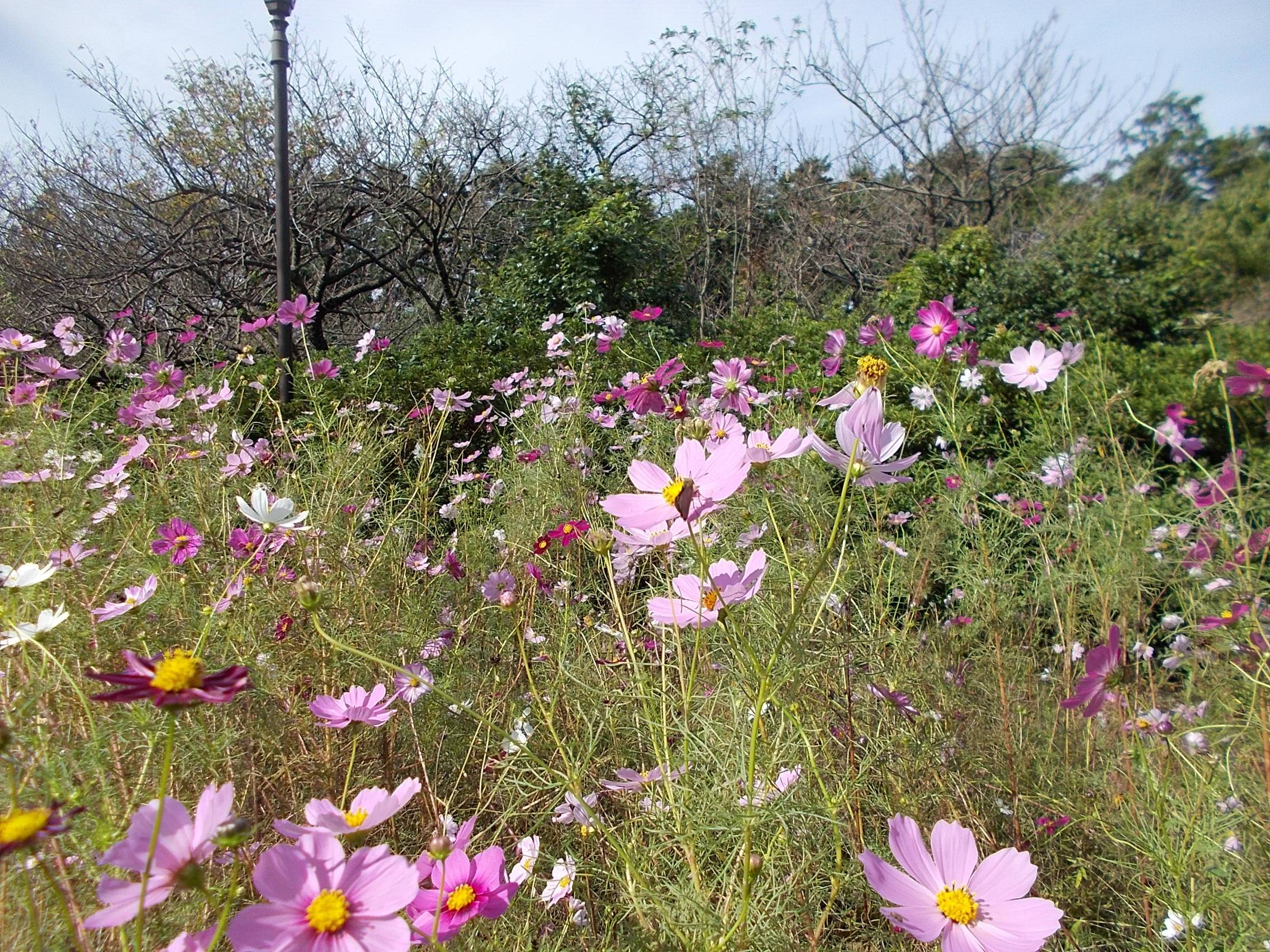 DSCN7041.jpg