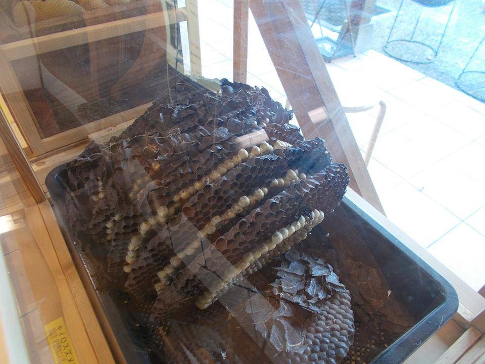 DSCN7050.jpg