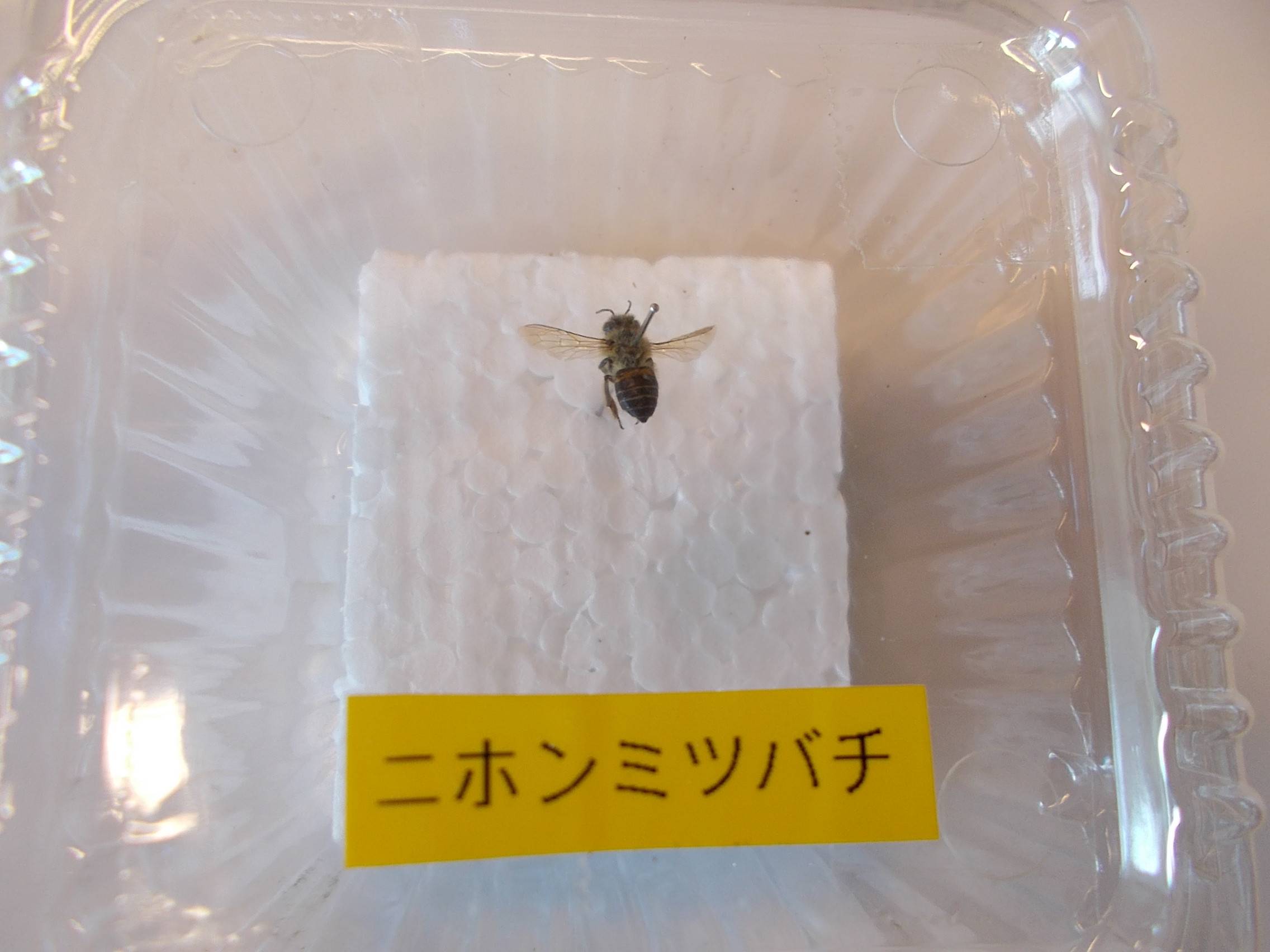 DSCN7068.jpg