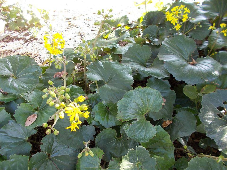 DSCN7096.jpg