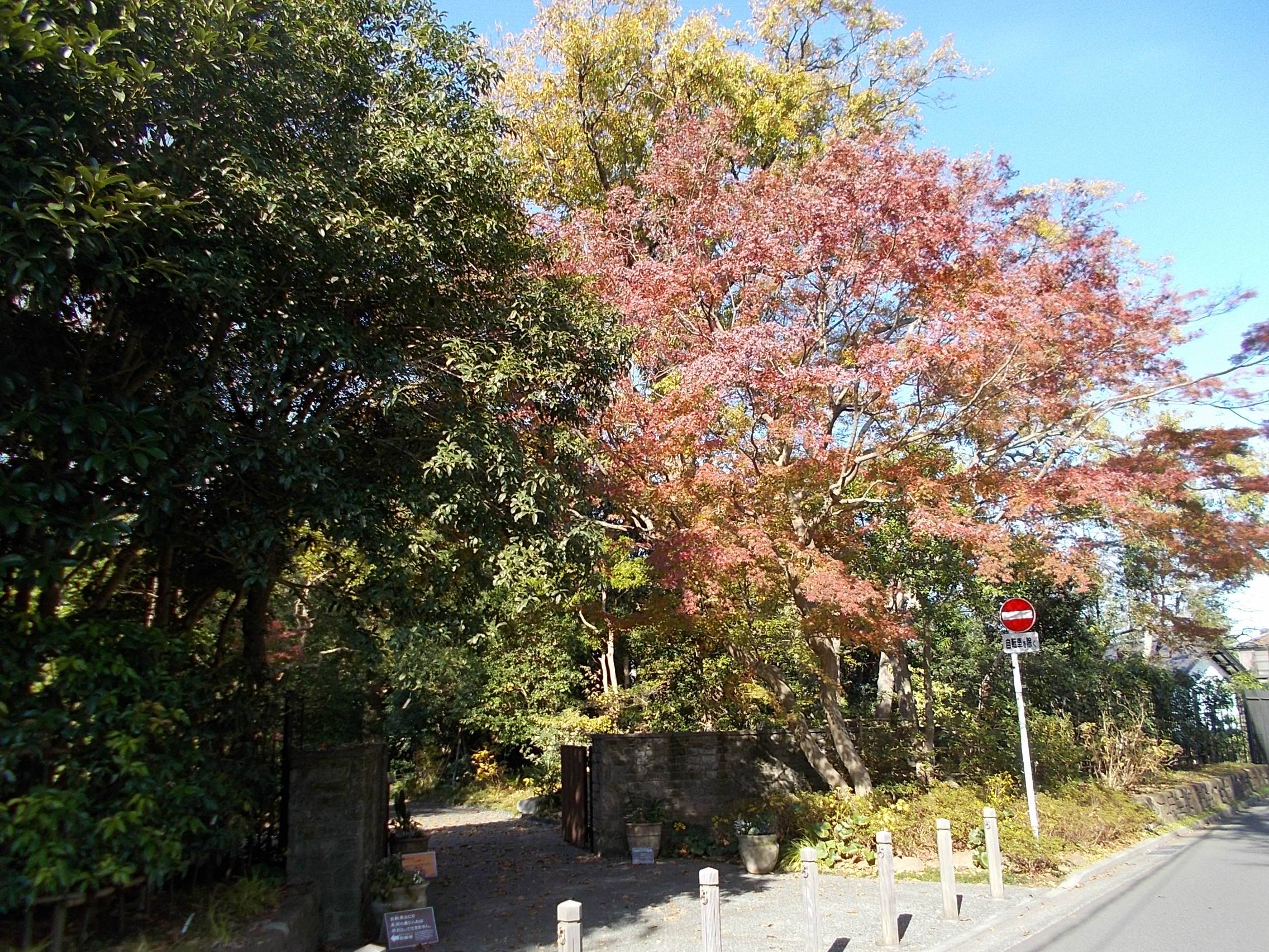 俣野別邸庭園の紅葉 Vol ３ ブログ 俣野別邸庭園公式サイト 公益財団法人 横浜市緑の協会