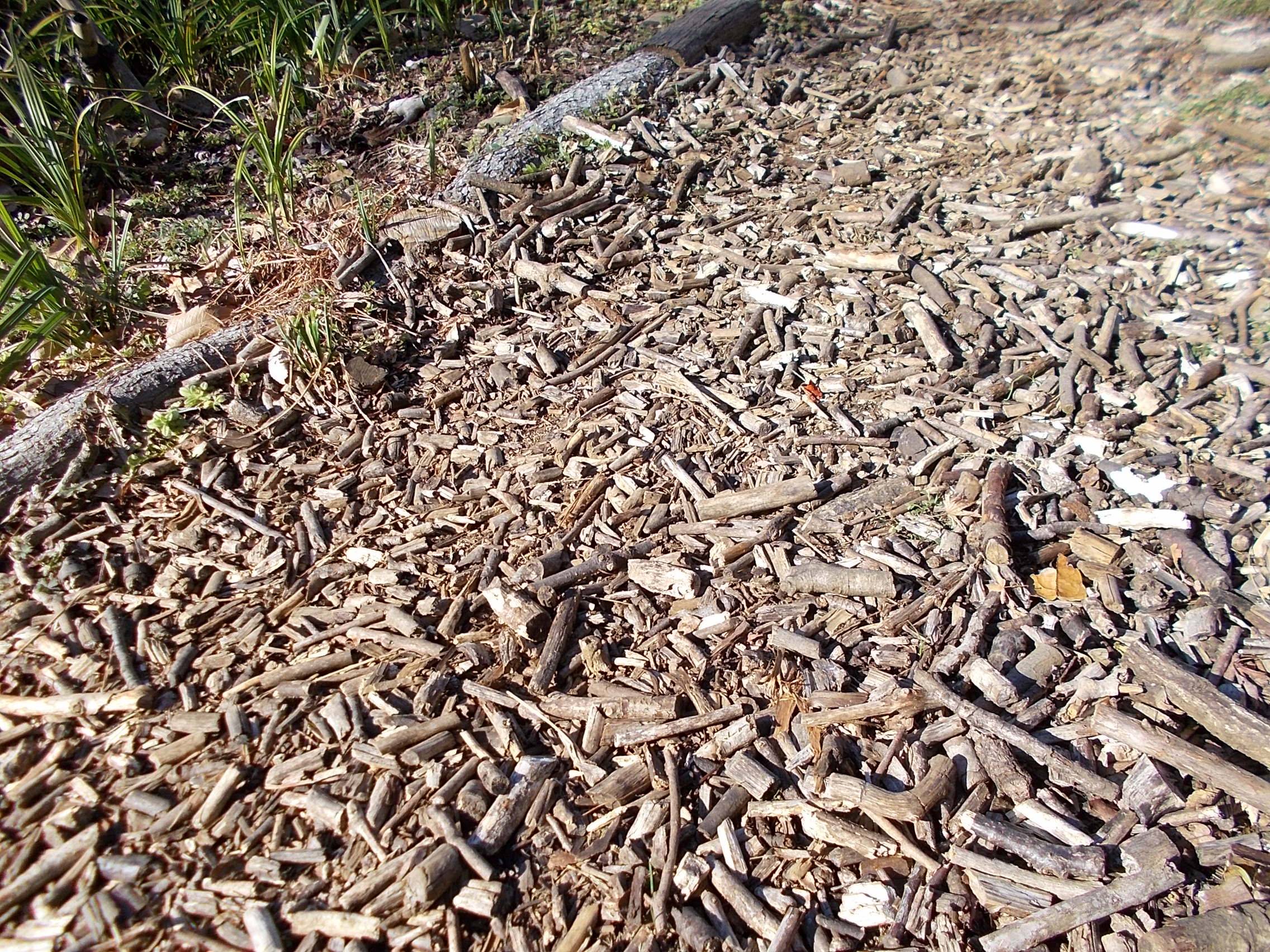 DSCN8540.jpg