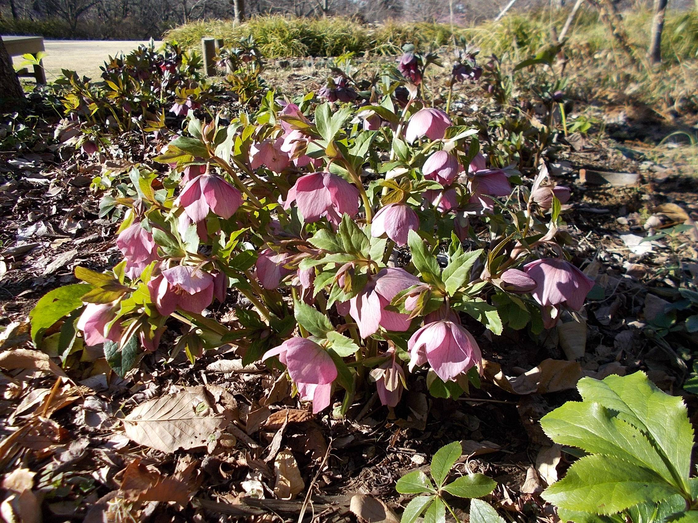 DSCN8565.jpg