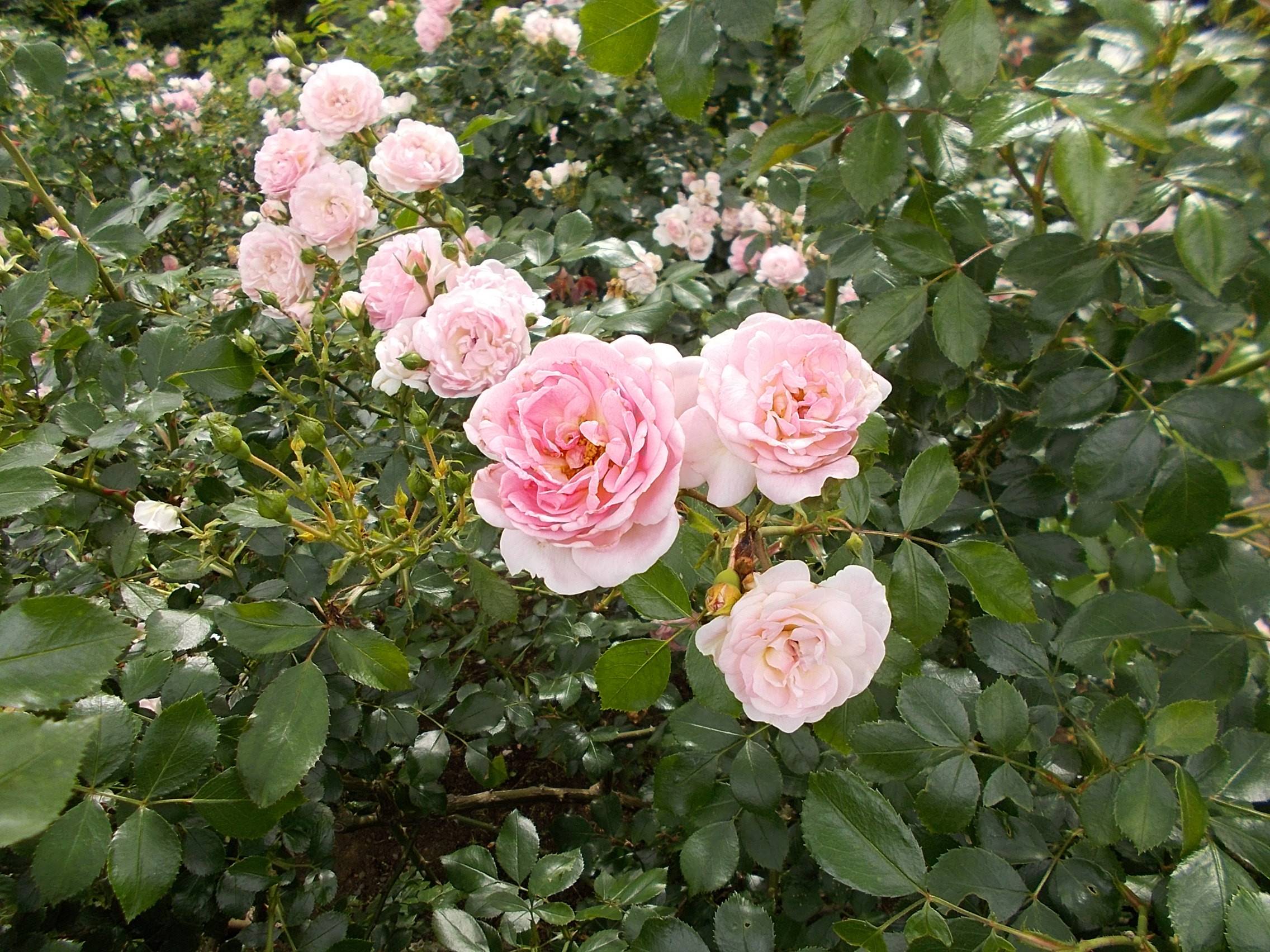 DSCN9891.jpg
