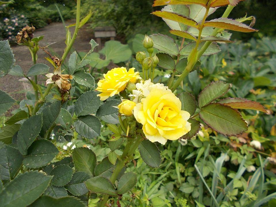 DSCN9899.jpg