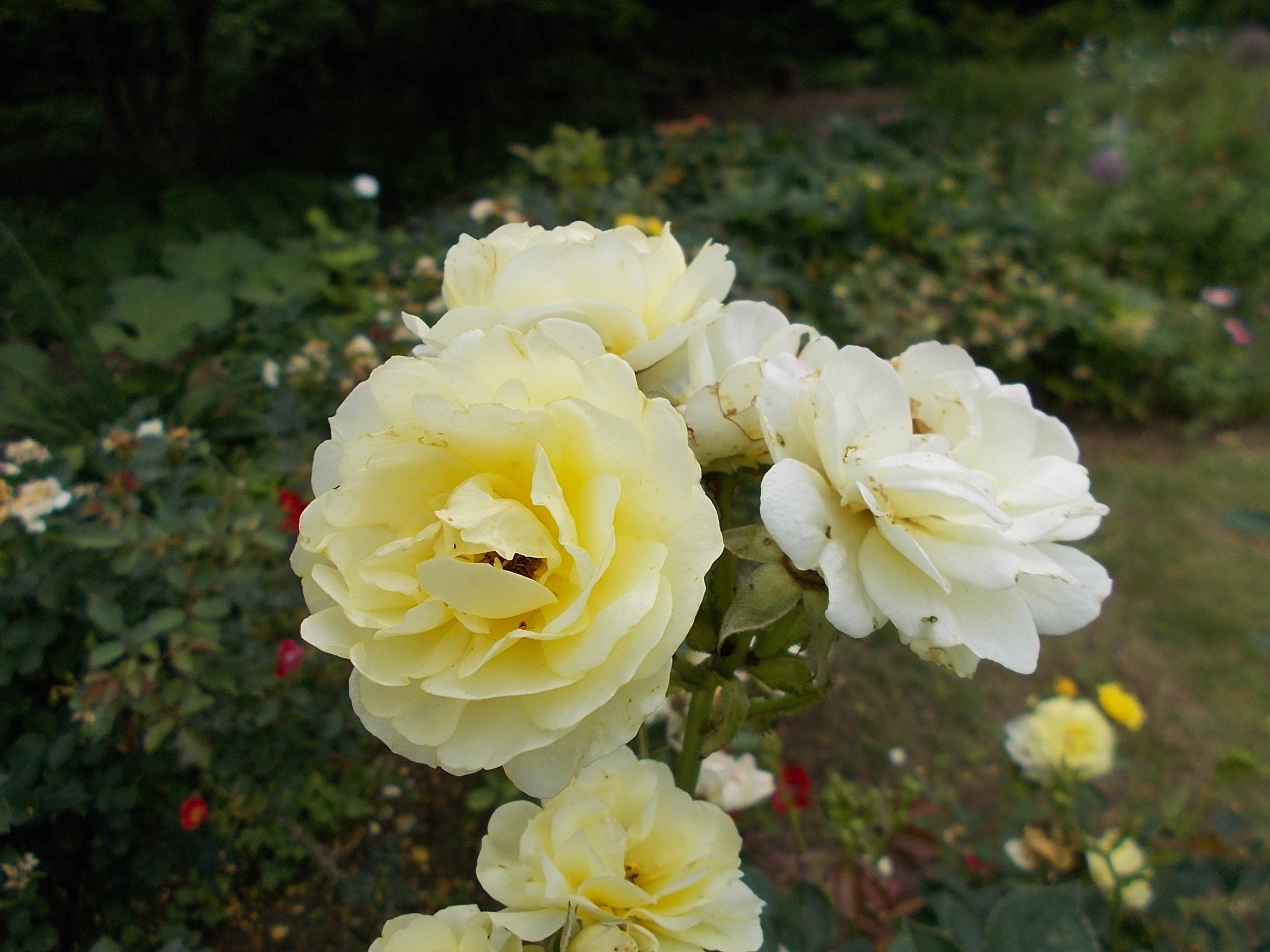 DSCN9900.jpg