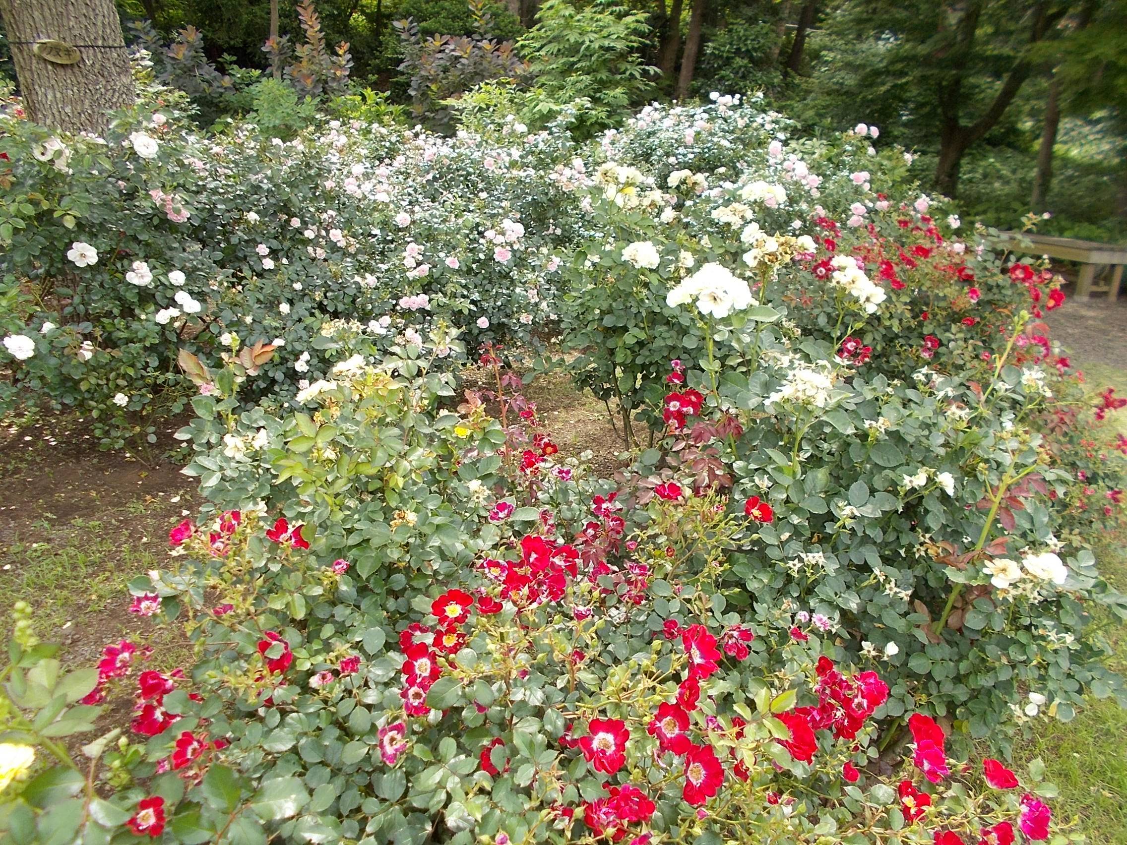DSCN9910.jpg