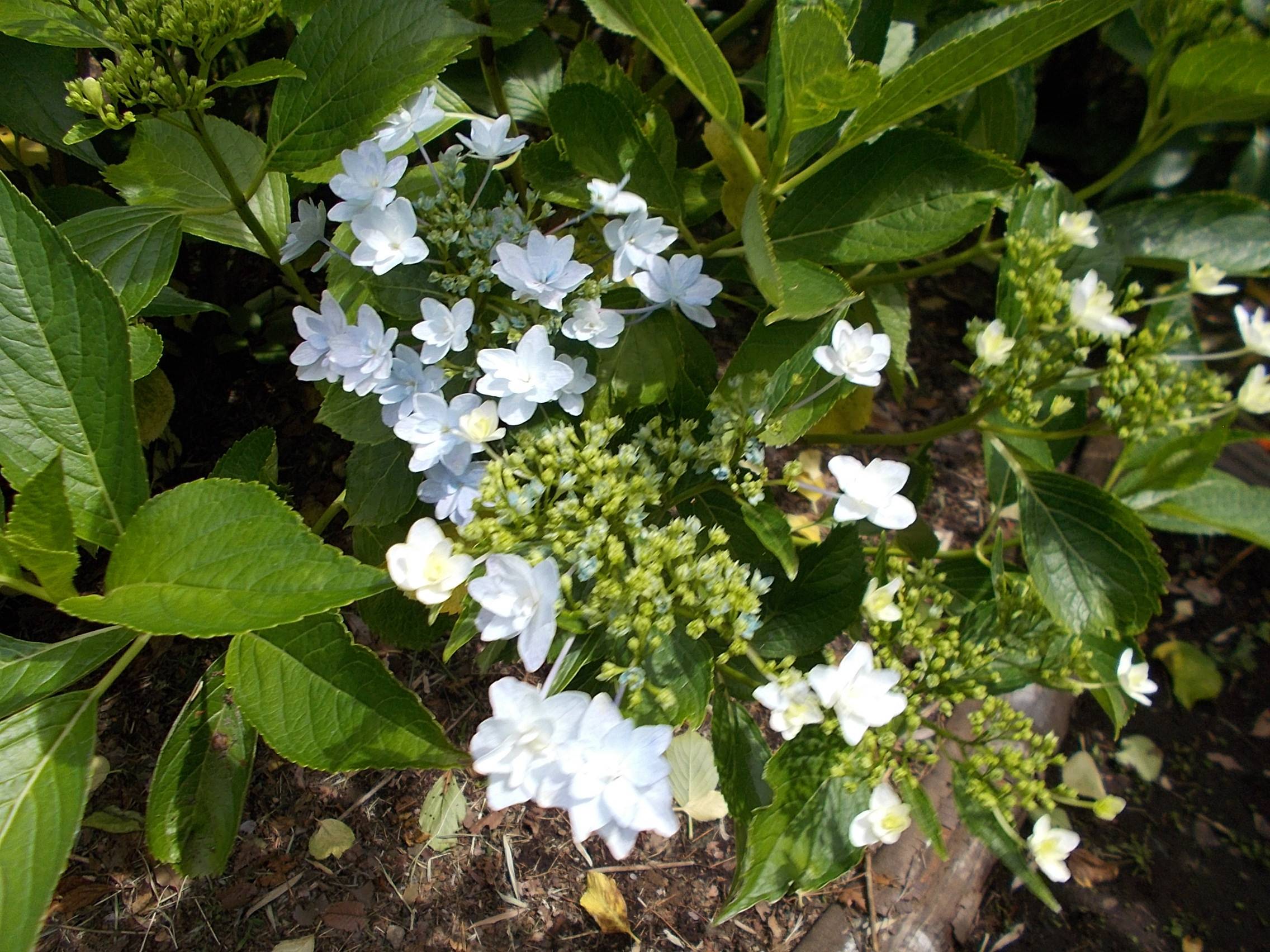 DSCN9925.jpg