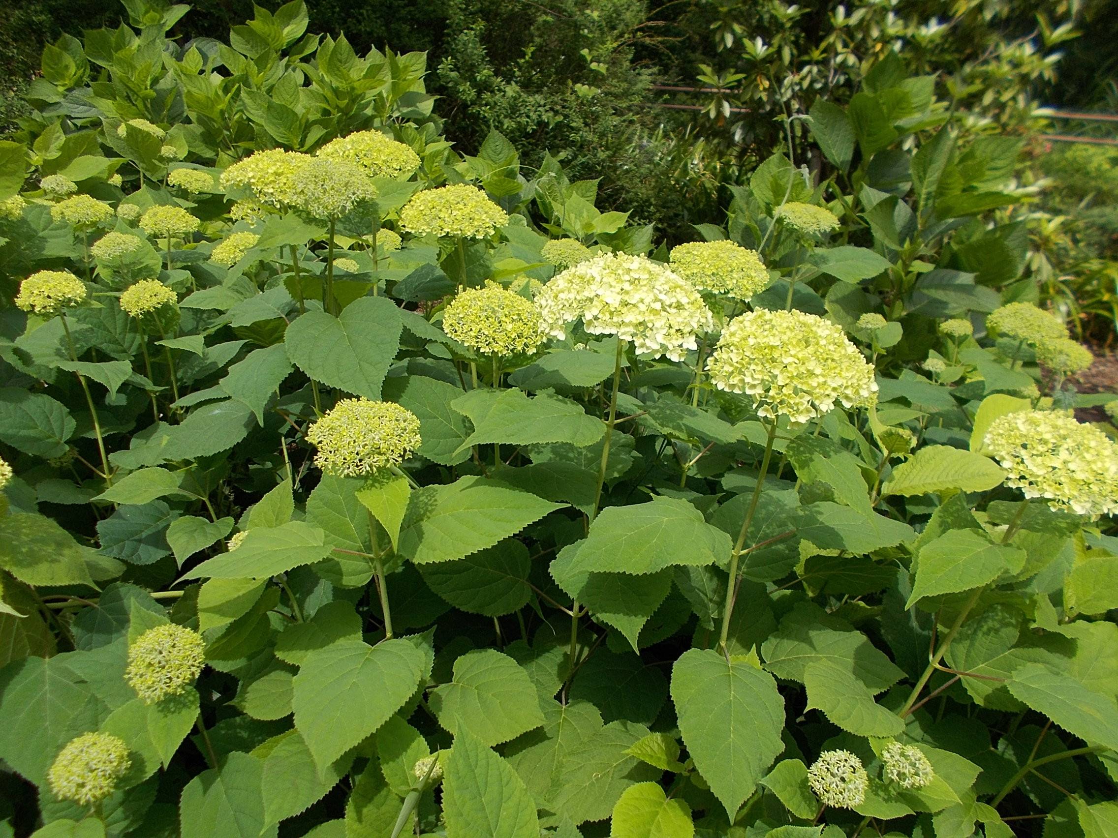DSCN9926.jpg