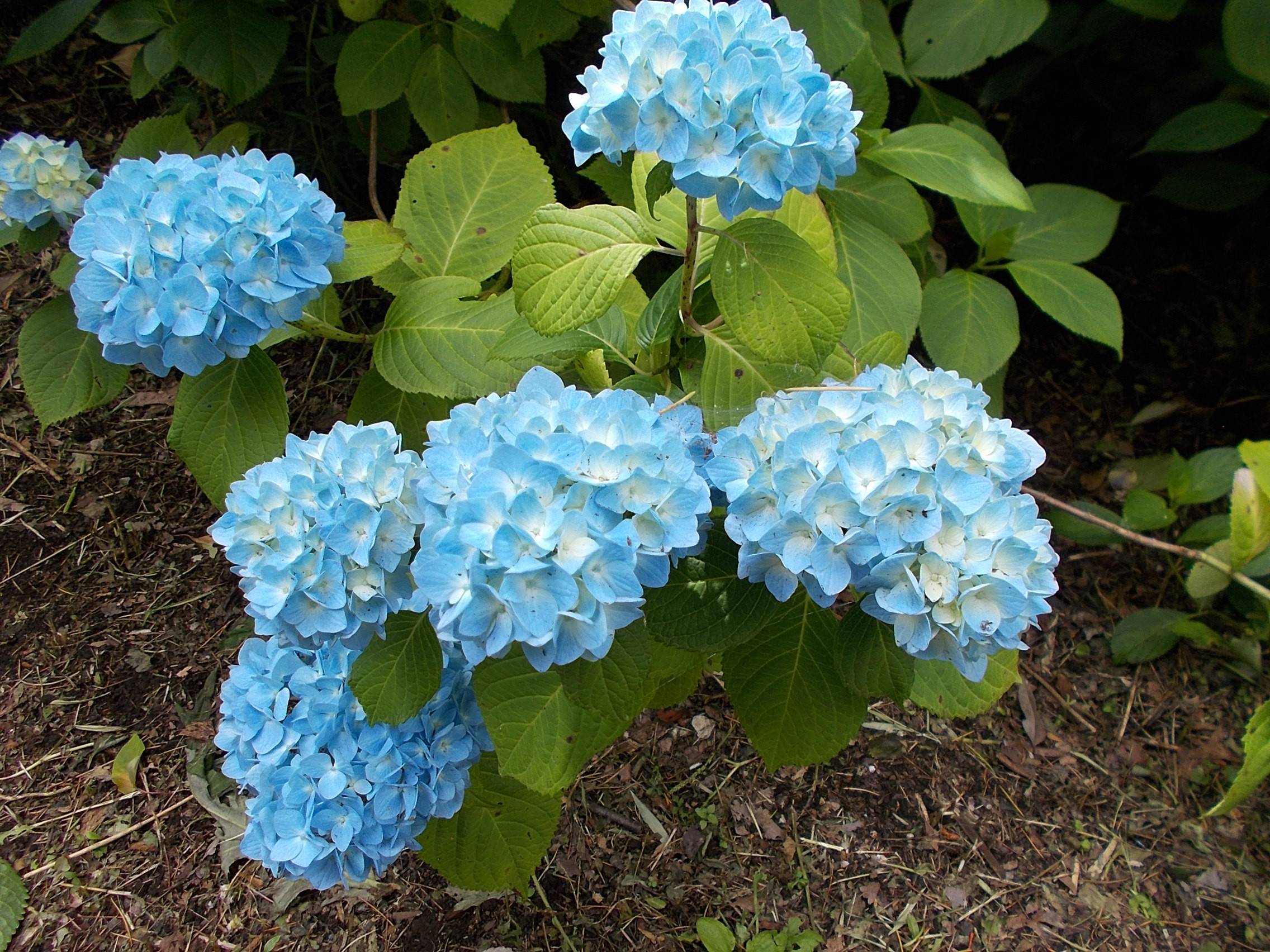 DSCN9929.jpg