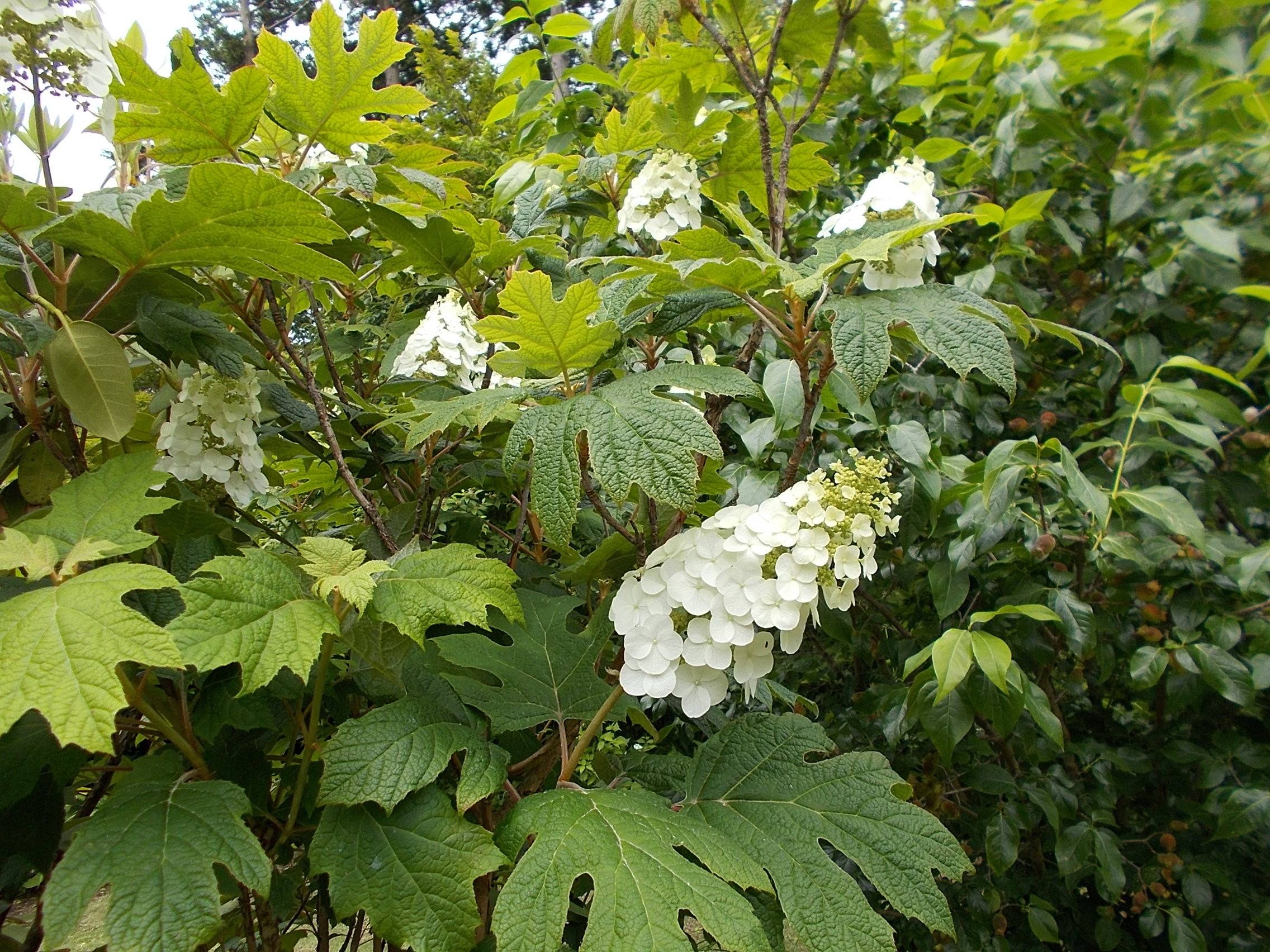 DSCN9939.jpg