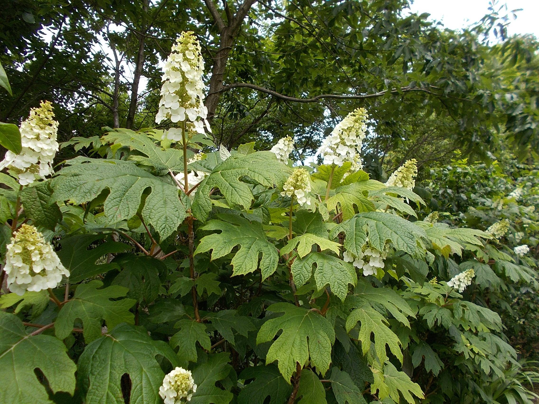 DSCN9941.jpg