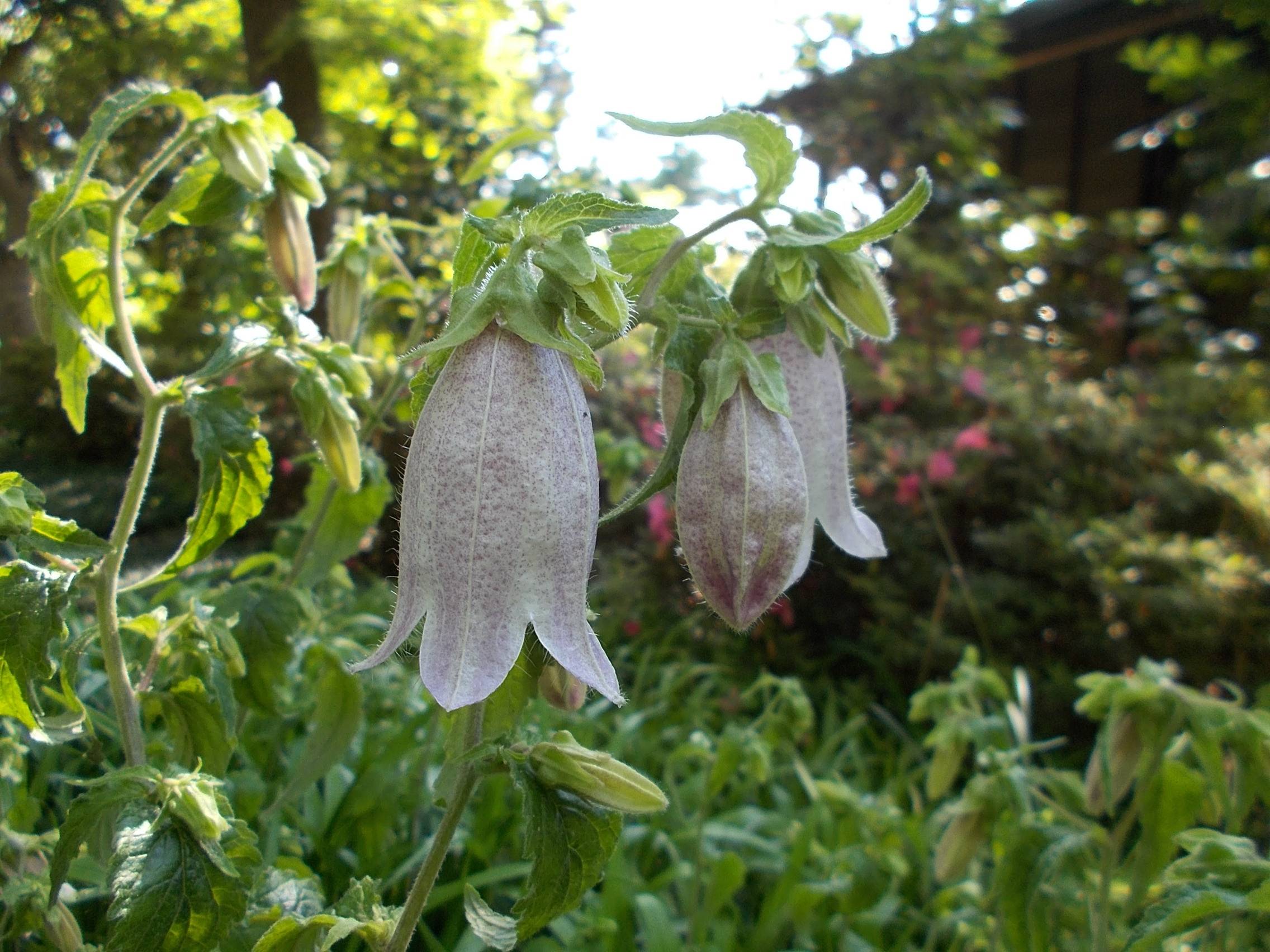 DSCN9966.jpg