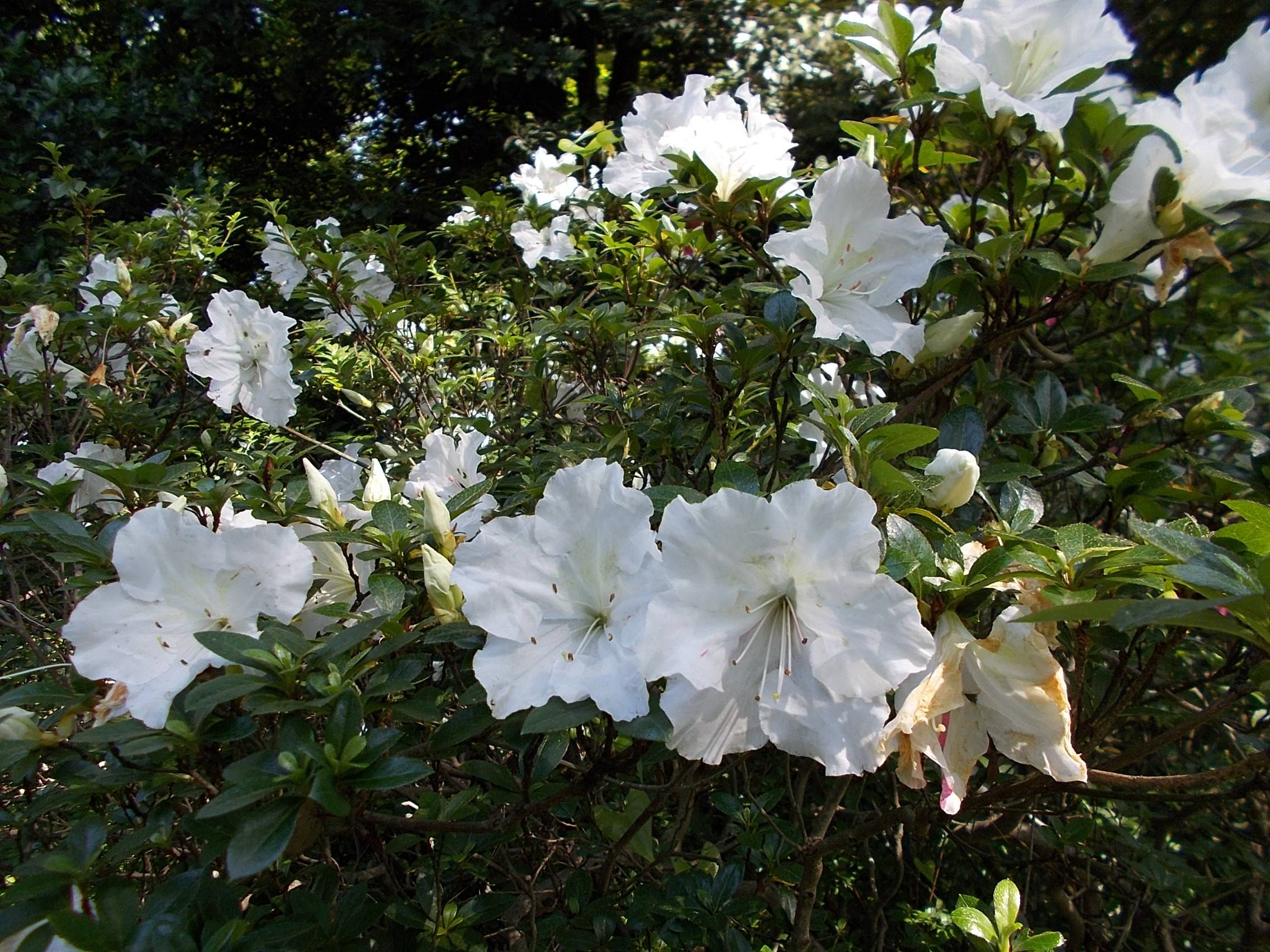 DSCN9969.jpg