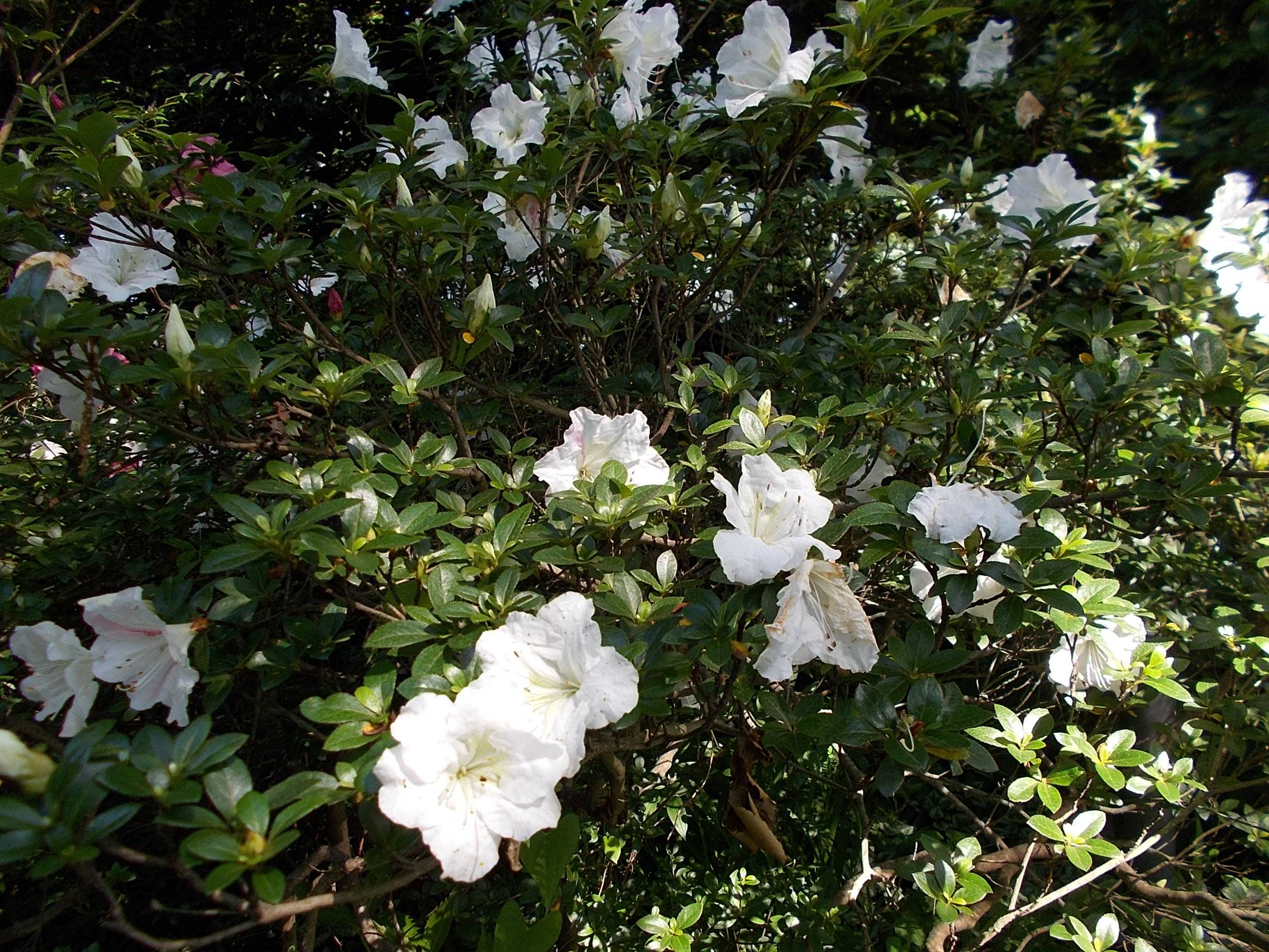 DSCN9970.jpg