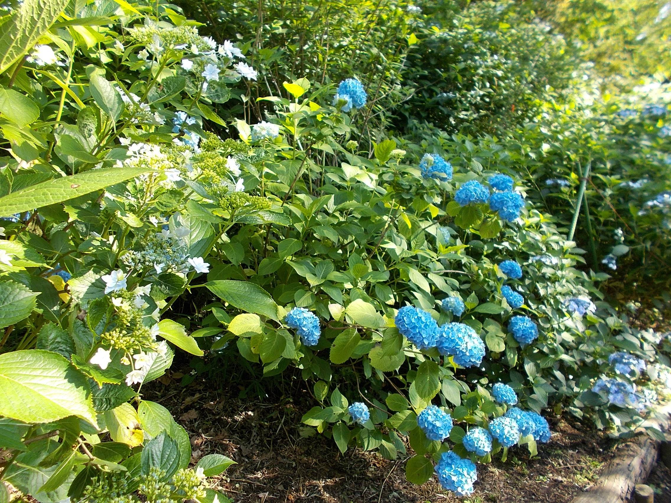 DSCN9982.jpg